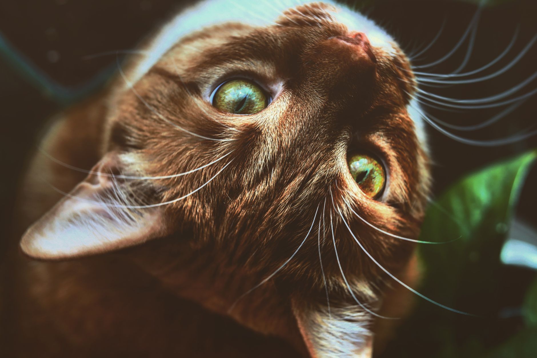 FIP (Feline Infectious Peritonitis) Tedavi Protokolleri: GS-441524 ile Tam İyileşme