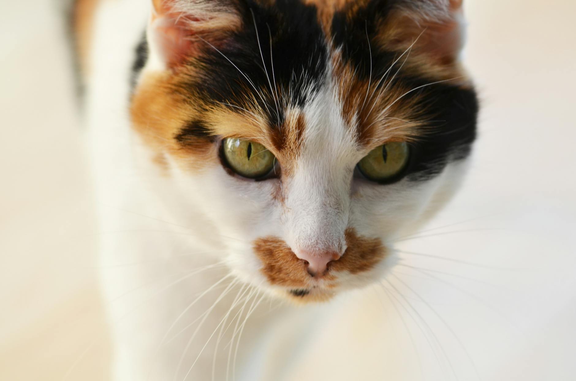 FIP (Feline Infectious Peritonitis) Tedavi Protokolleri: GS-441524 ile Tam İyileşme
