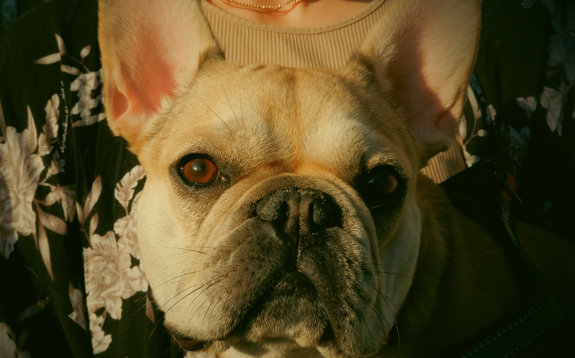yassı yüzlü köpek