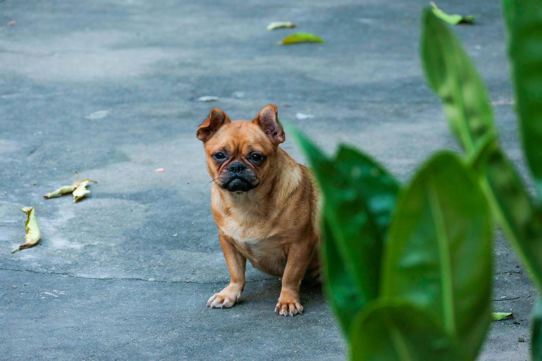 fransız bulldog yassı yüz