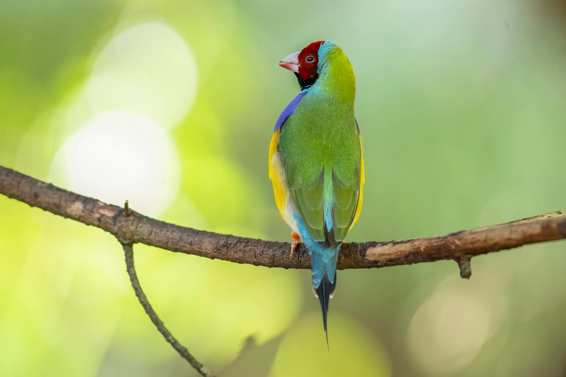 rengarenk gouldian ispinozu