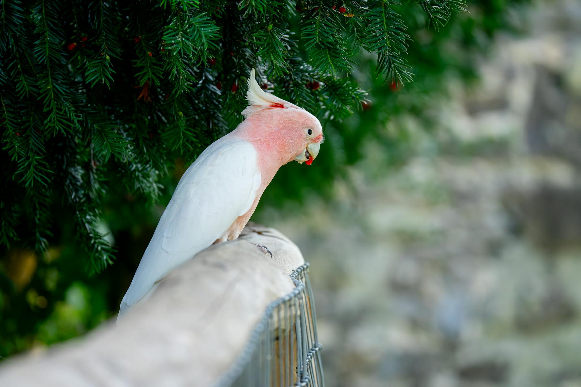 Gouldian İspinozu Bakımı