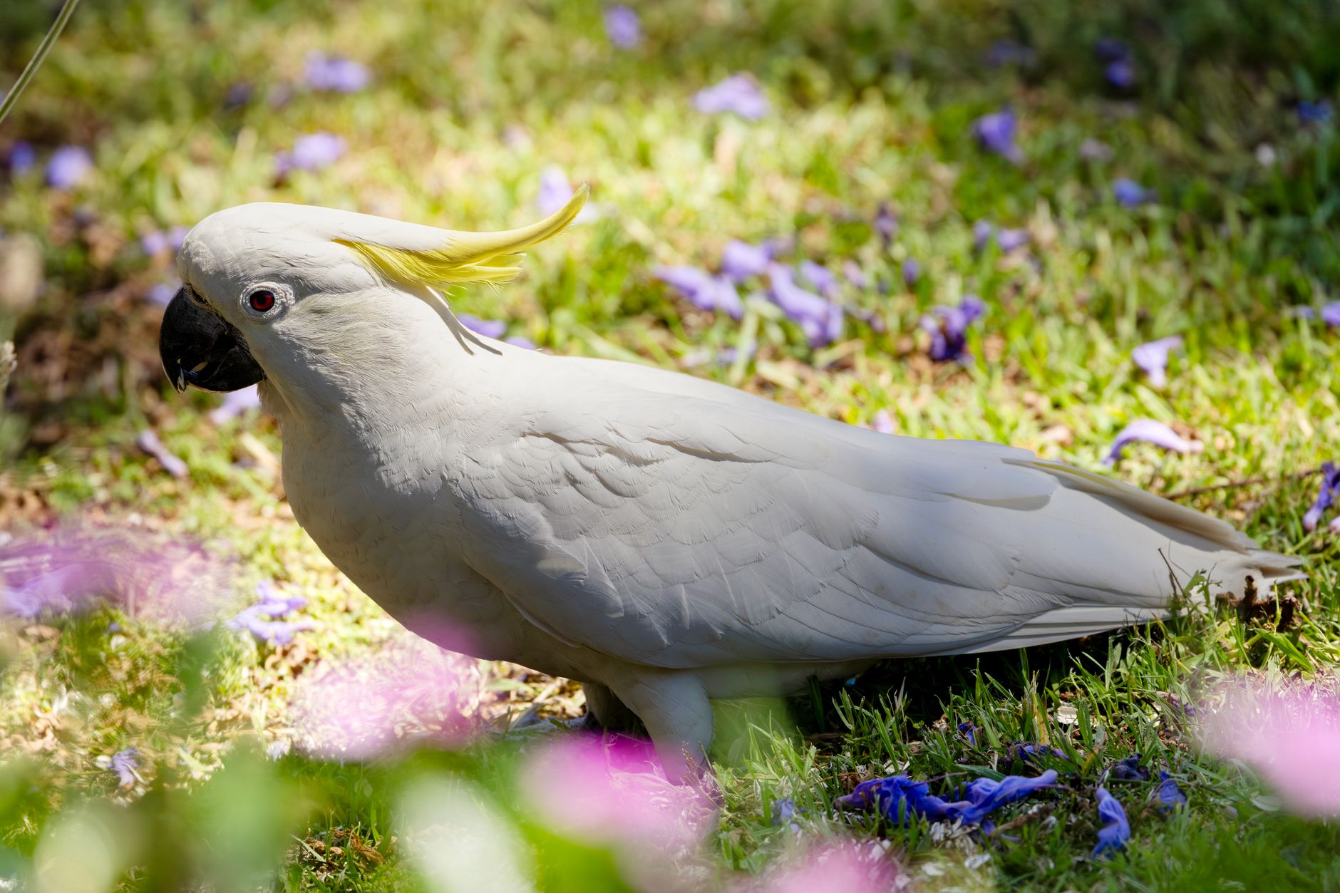 Gouldian İspinozu Bakımı