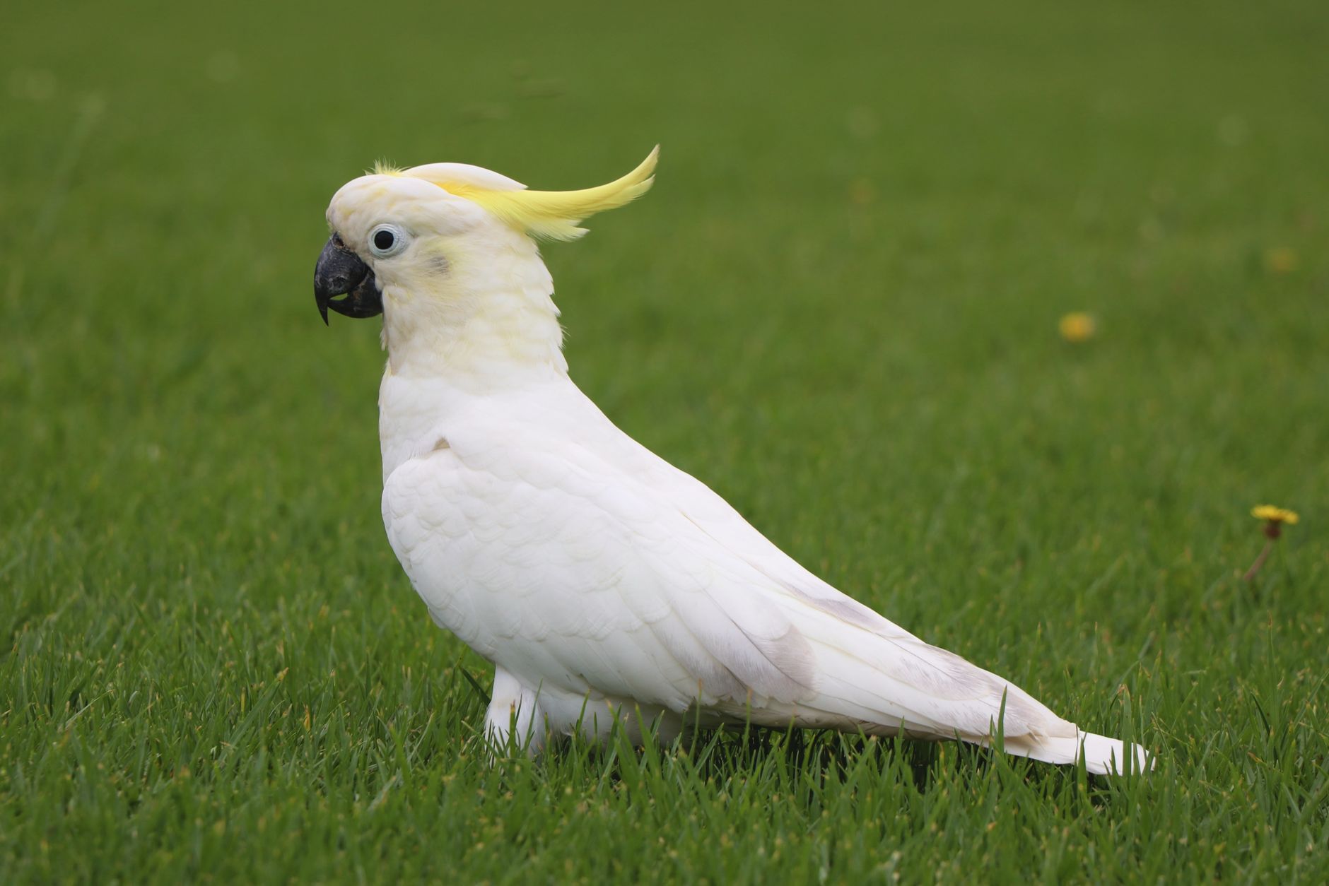 Gouldian İspinozu Bakımı
