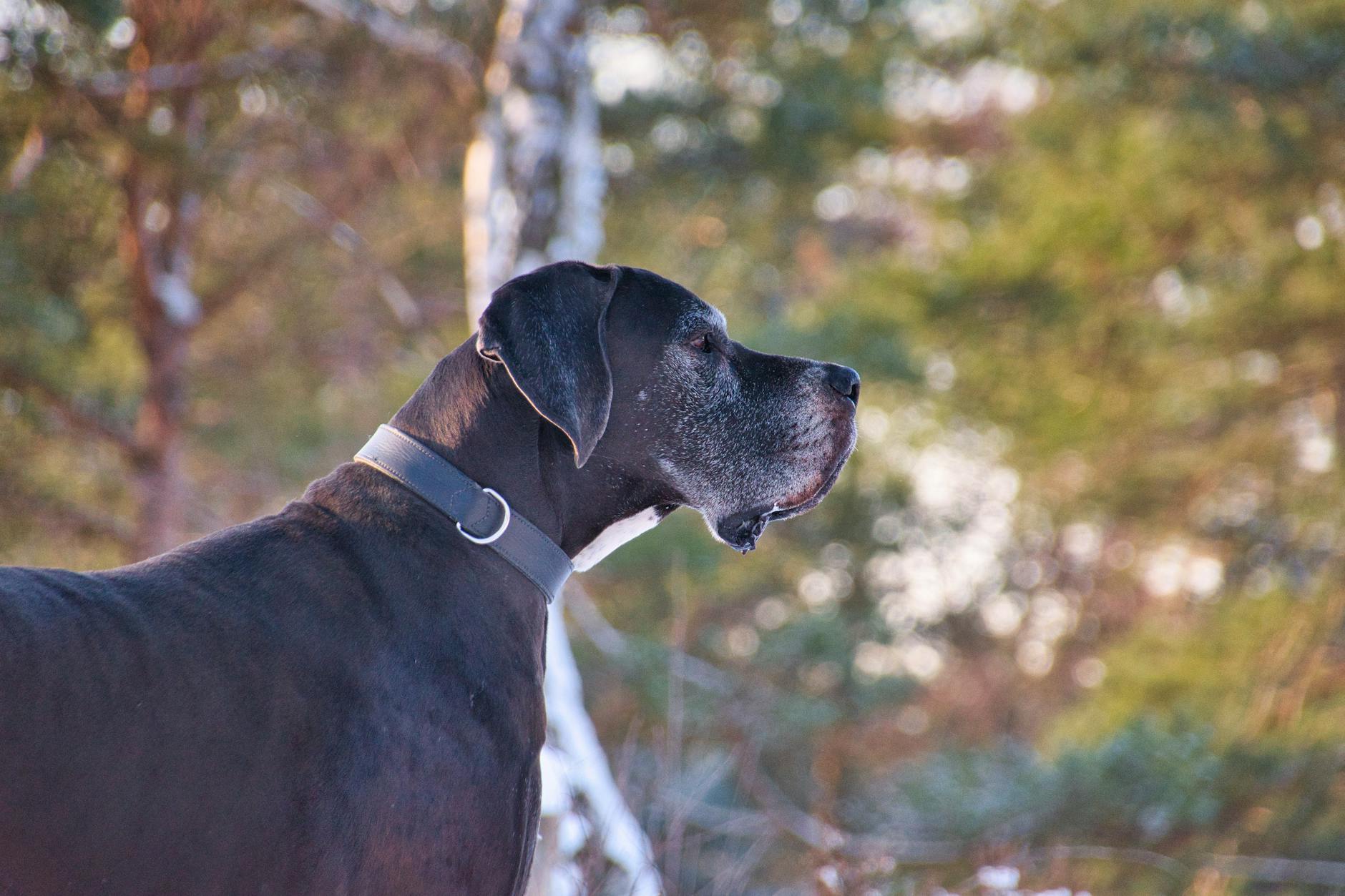 derin göğüslü köpek