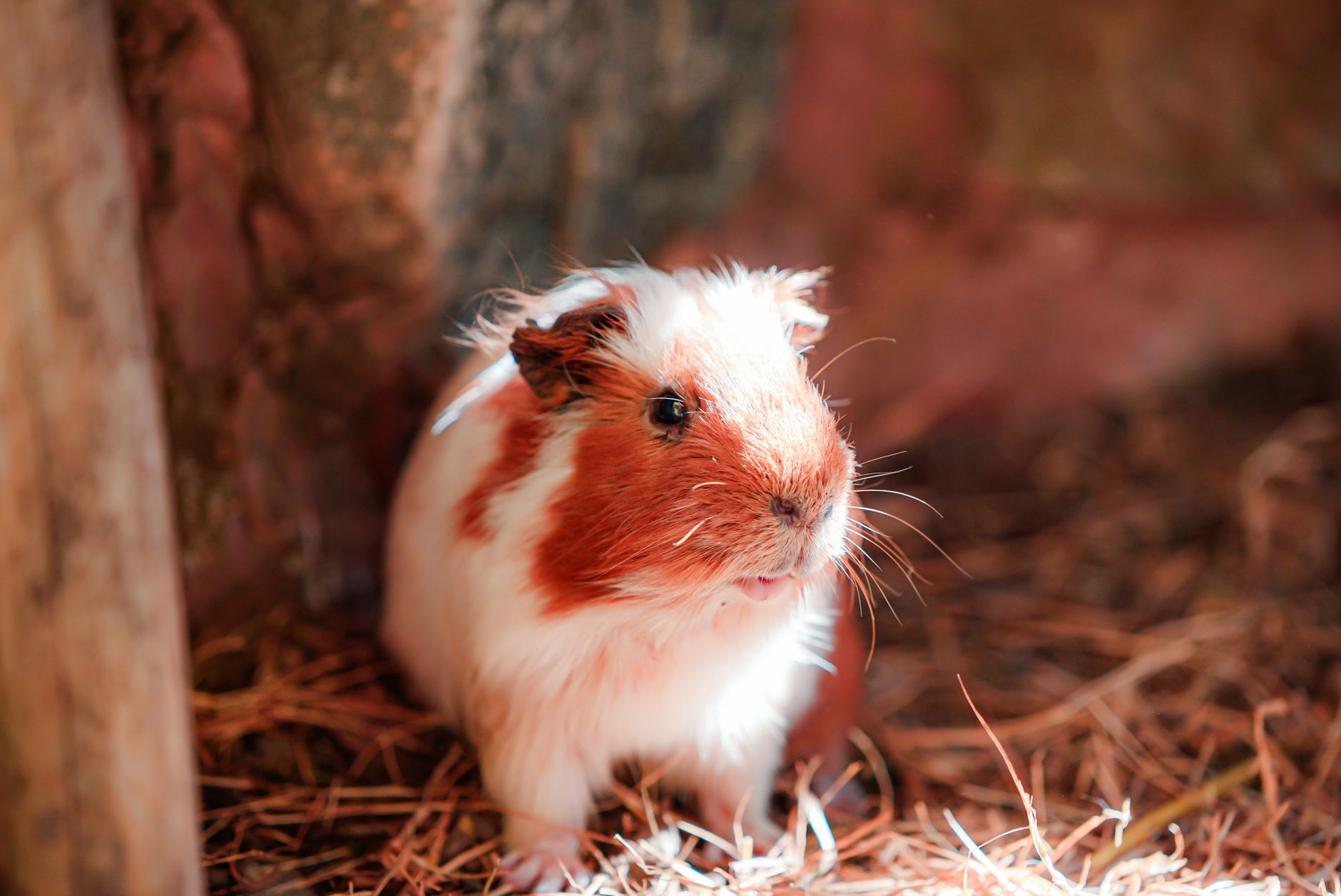 Hamster Kafesi ve Ekipman: Boyut, Çark, Substrat Doğru Tercihler