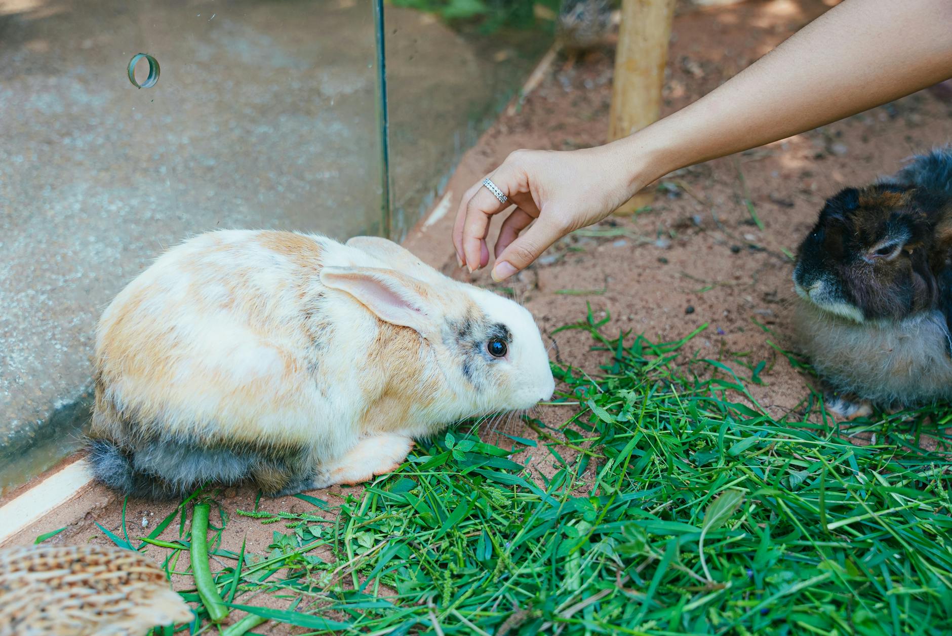 Hamster Kafesi ve Ekipman: Boyut, Çark, Substrat Doğru Tercihler