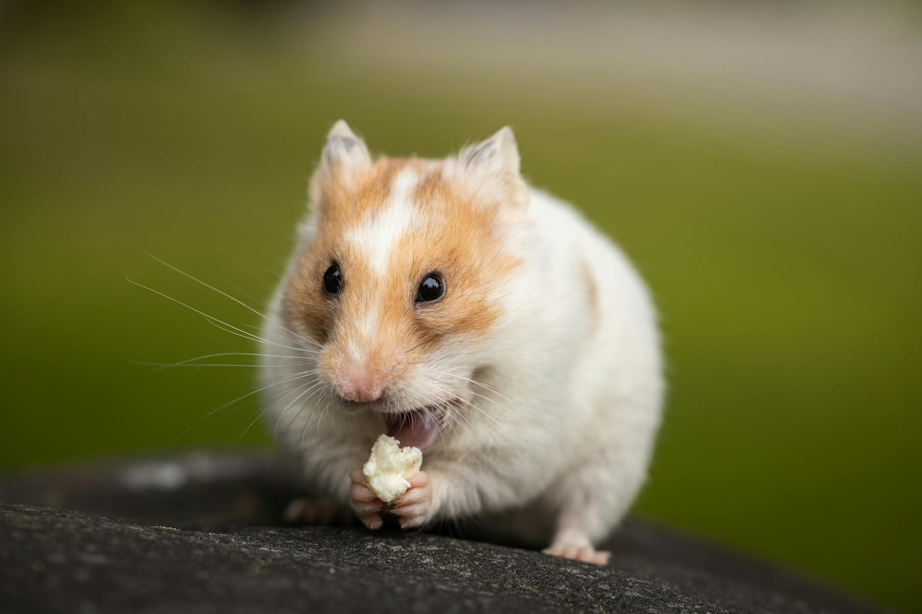 Hamster Kafesi ve Ekipman: Boyut, Çark, Substrat Doğru Tercihler