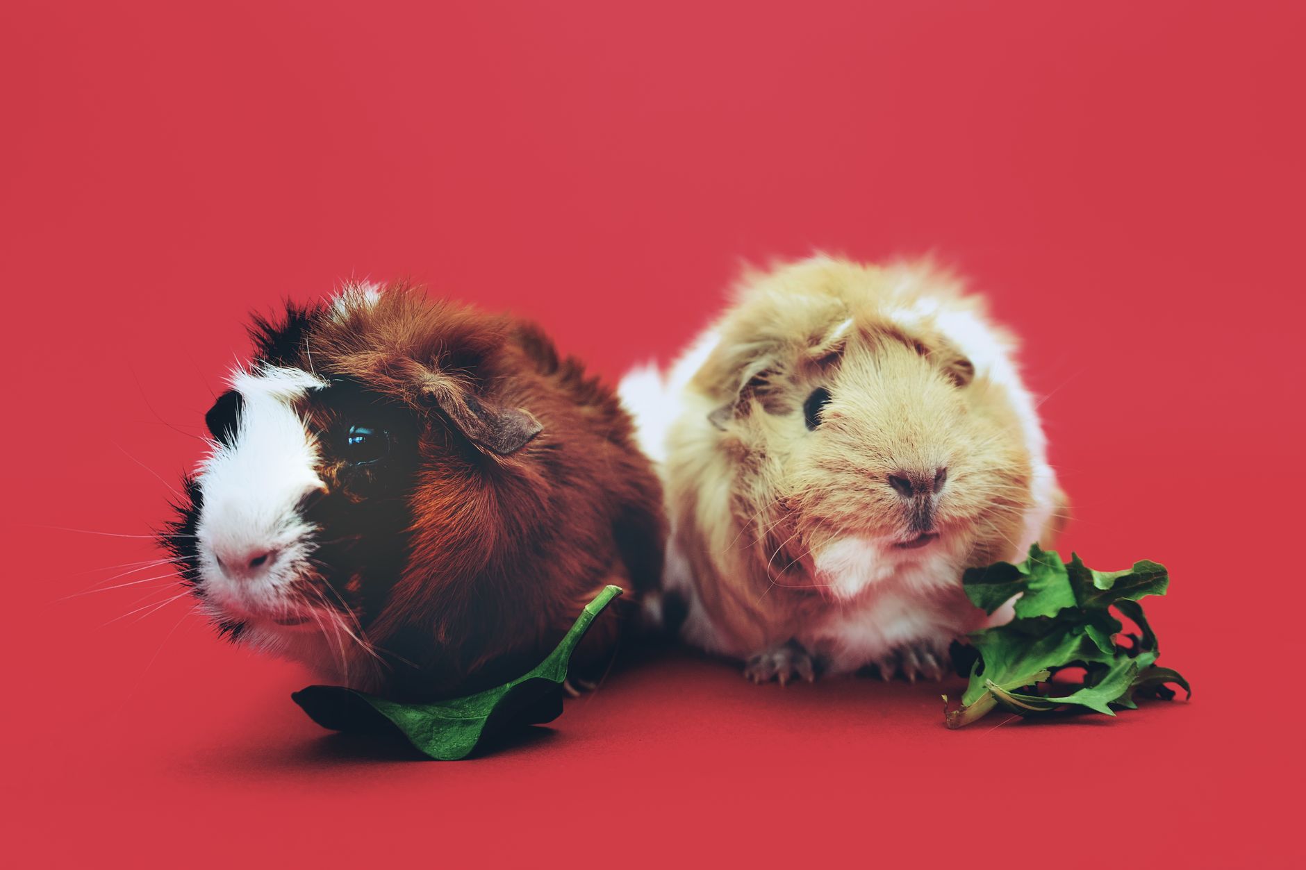 Hamster Türleri ve Seçimi: Suriye, Cüce, Roborovski Karşılaştırma
