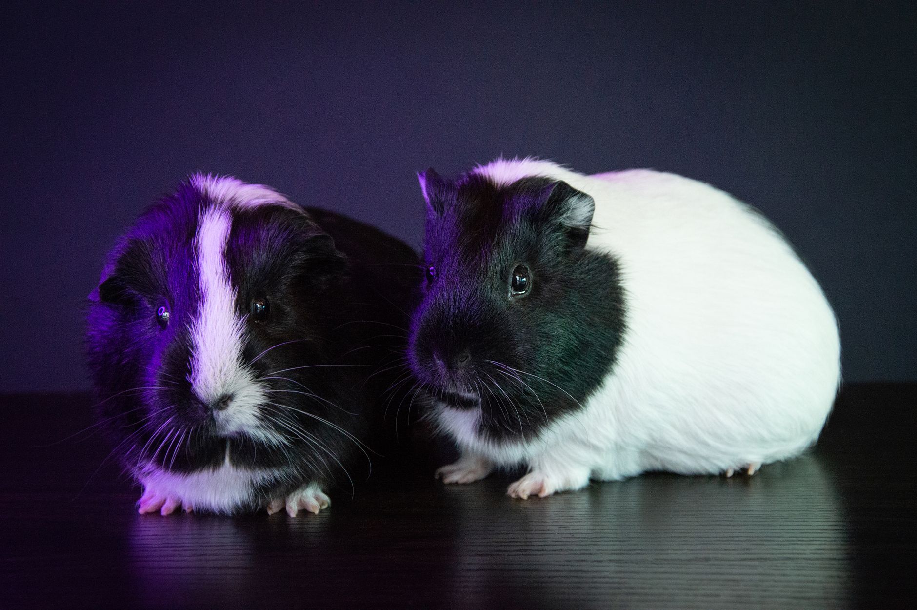 Hamster Türleri ve Seçimi: Suriye, Cüce, Roborovski Karşılaştırma