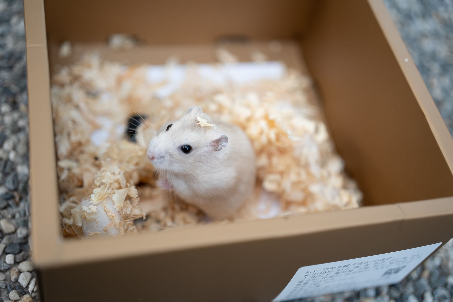 Hamster Türleri ve Seçimi: Suriye, Cüce, Roborovski Karşılaştırma