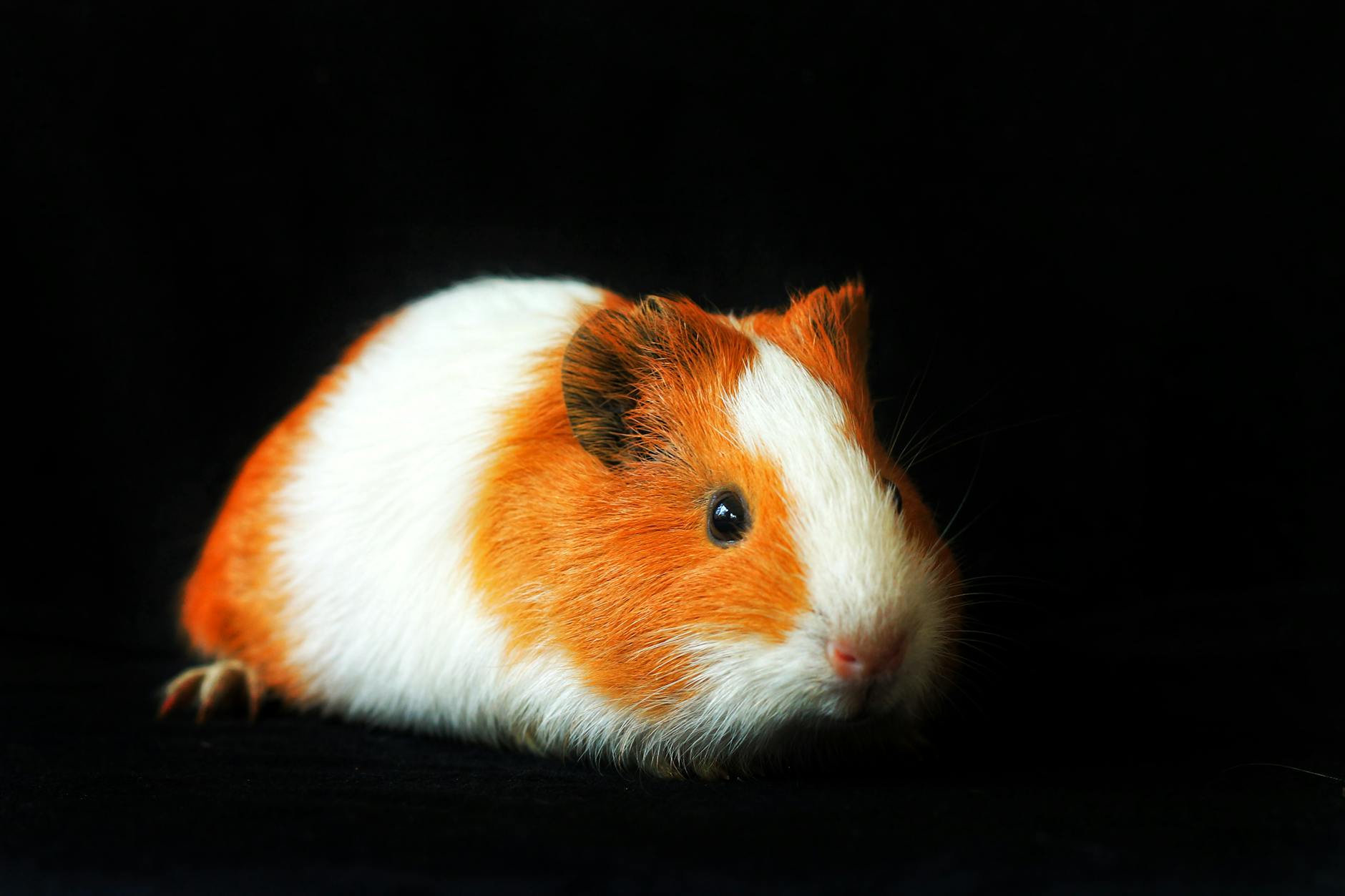Hamster Türleri ve Seçimi: Suriye, Cüce, Roborovski Karşılaştırma
