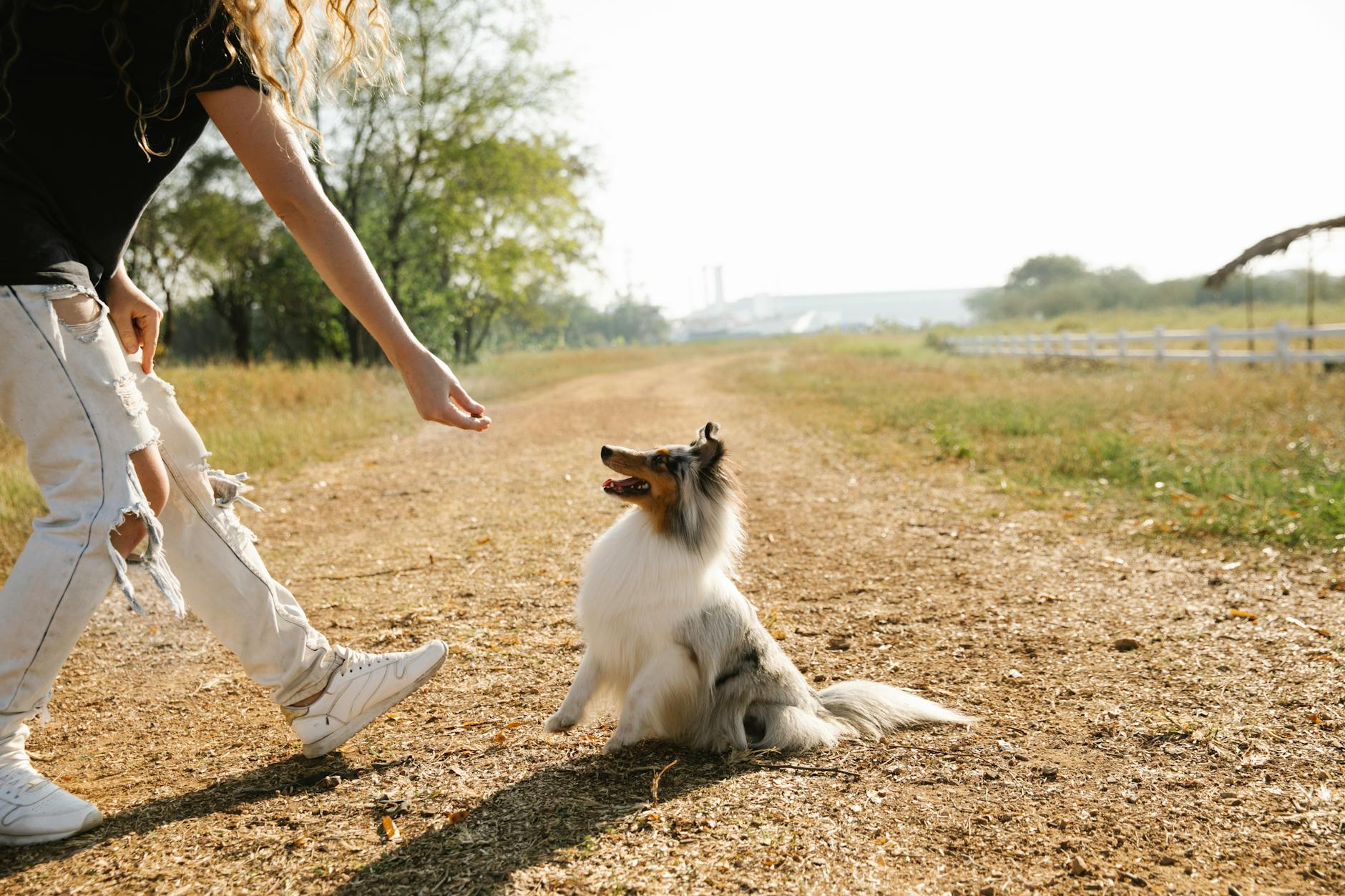 köpek ödül eğitimi