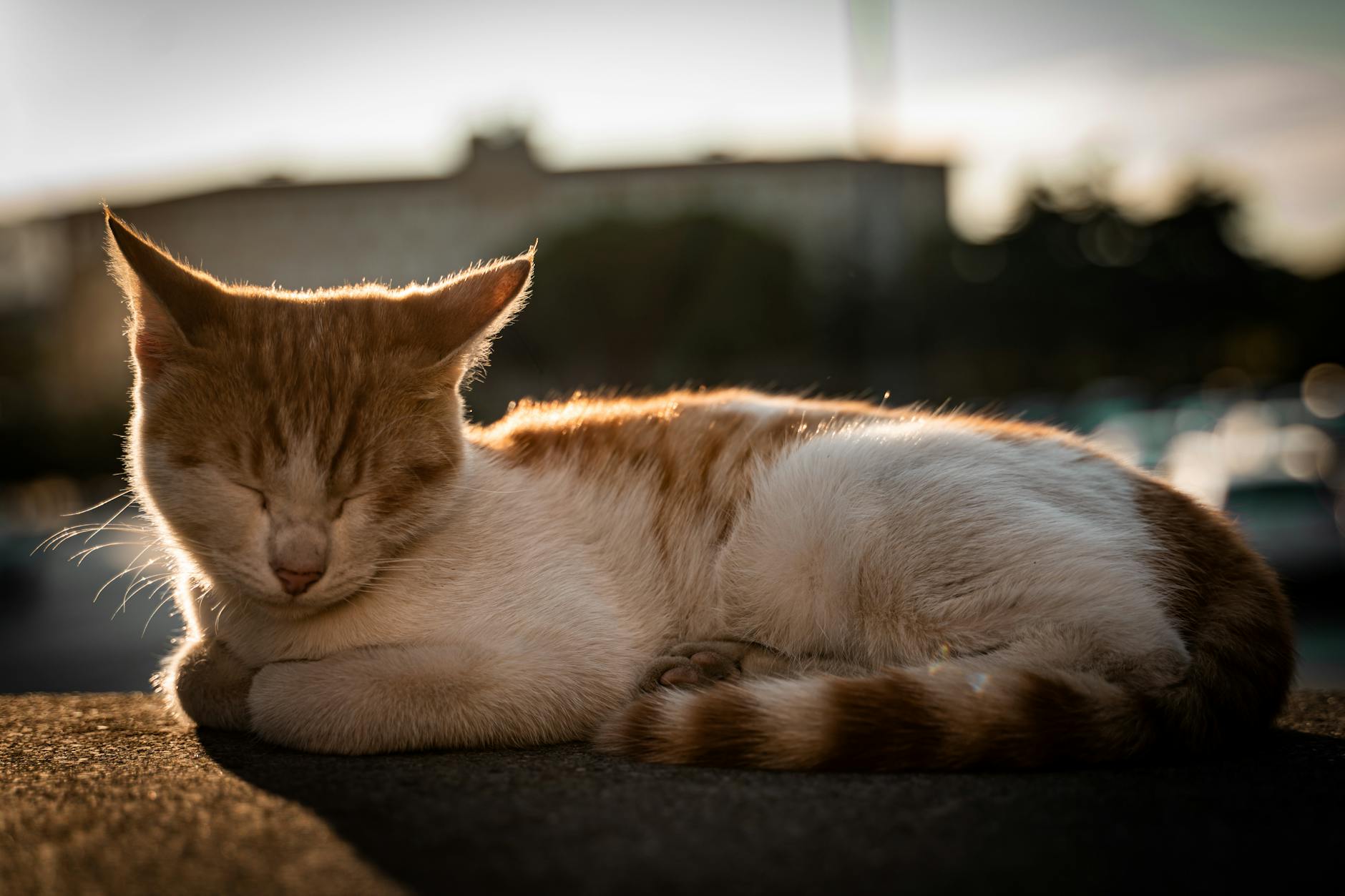 sağlıklı kedi solunumu