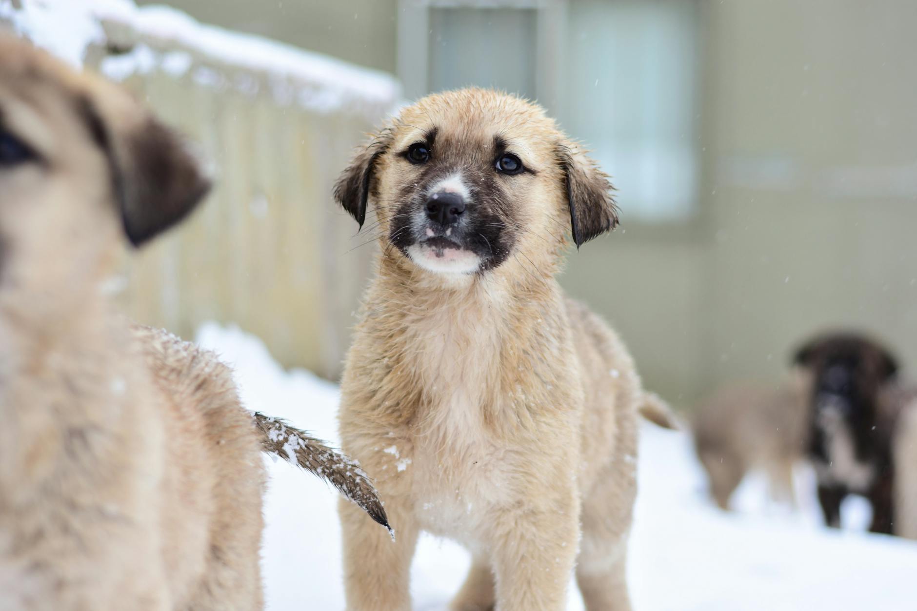 sağlıklı yavru anne köpek