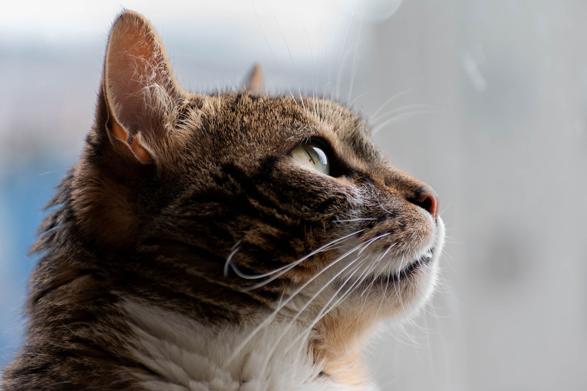 Hipoalerjenik Kedi Irkları: Alerji Yapmayan Kediler ve Bilimsel Gerçekler