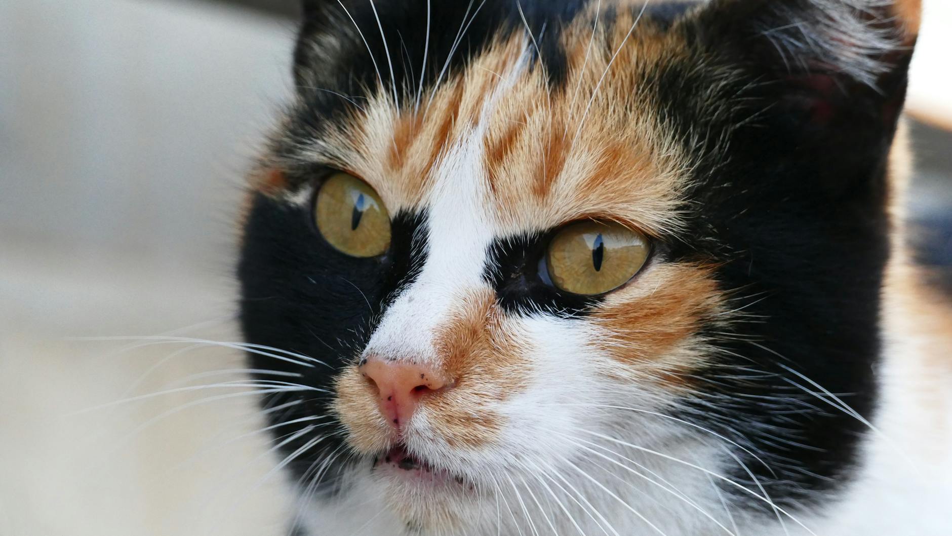 Hipoalerjenik Kedi Irkları: Alerji Yapmayan Kediler ve Bilimsel Gerçekler