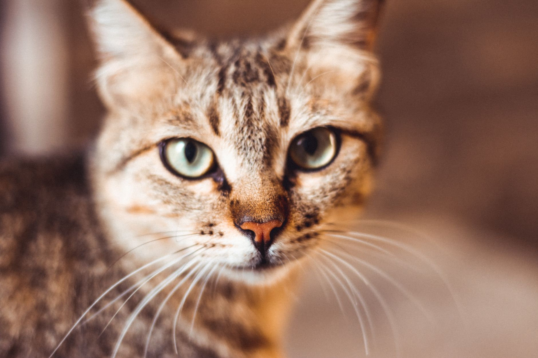 Hipoalerjenik Kedi Irkları: Alerji Yapmayan Kediler ve Bilimsel Gerçekler