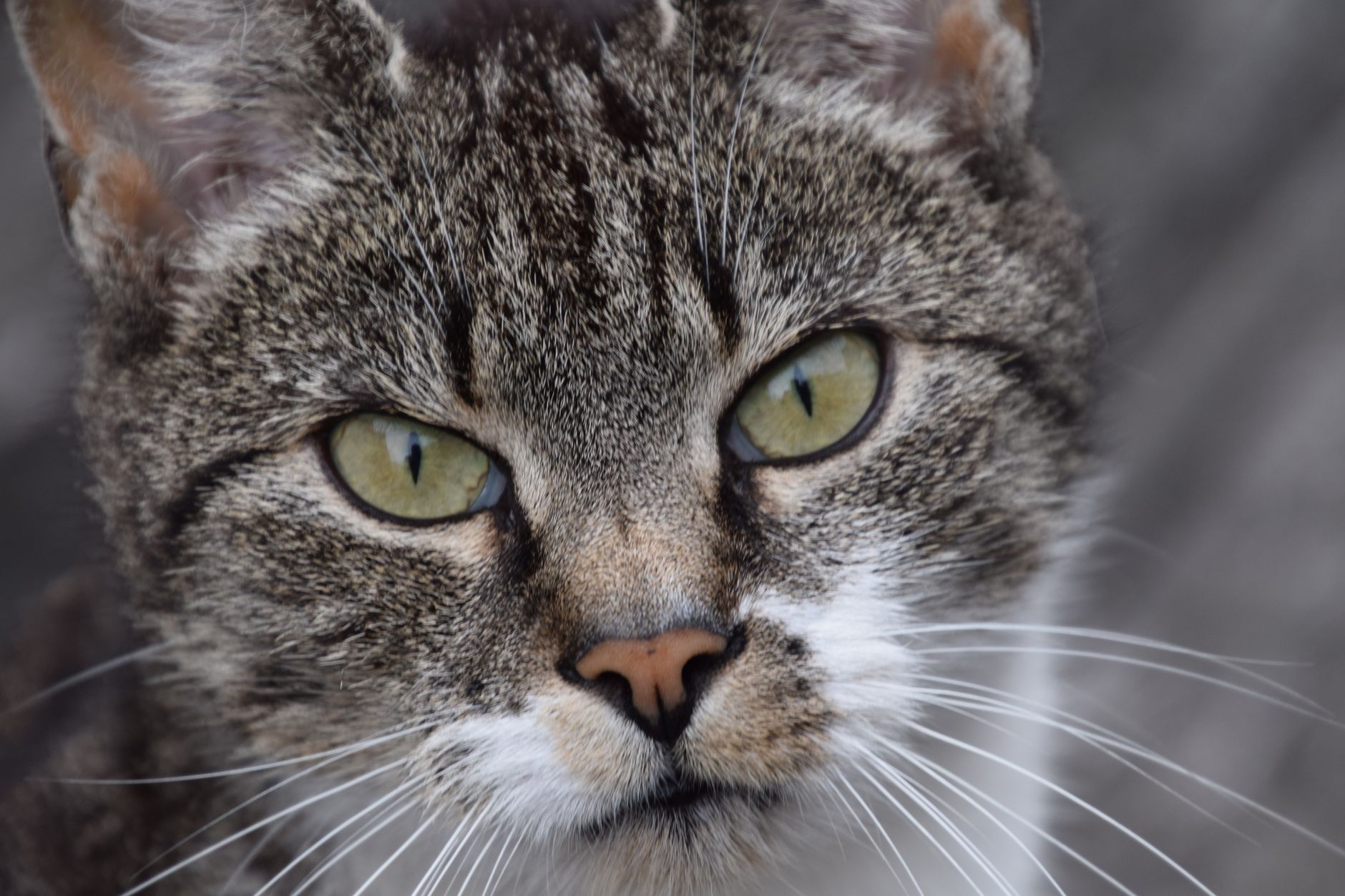 Hipoalerjenik Kedi Irkları: Alerji Yapmayan Kediler ve Bilimsel Gerçekler