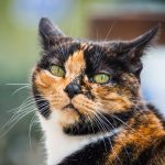 Hipoalerjenik Kedi Irkları: Alerji Yapmayan Kediler Var mı?