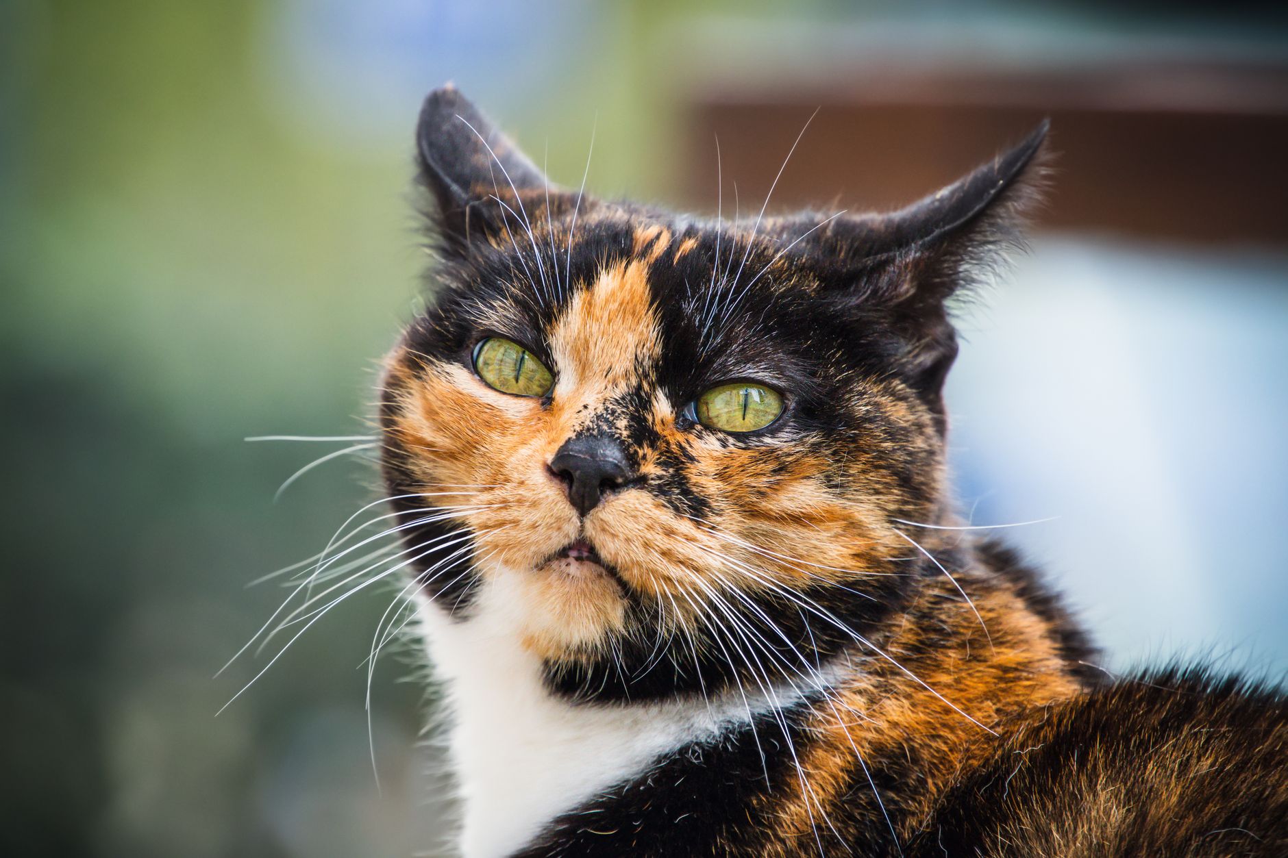 Hipoalerjenik Kedi Irkları: Alerji Yapmayan Kediler ve Bilimsel Gerçekler