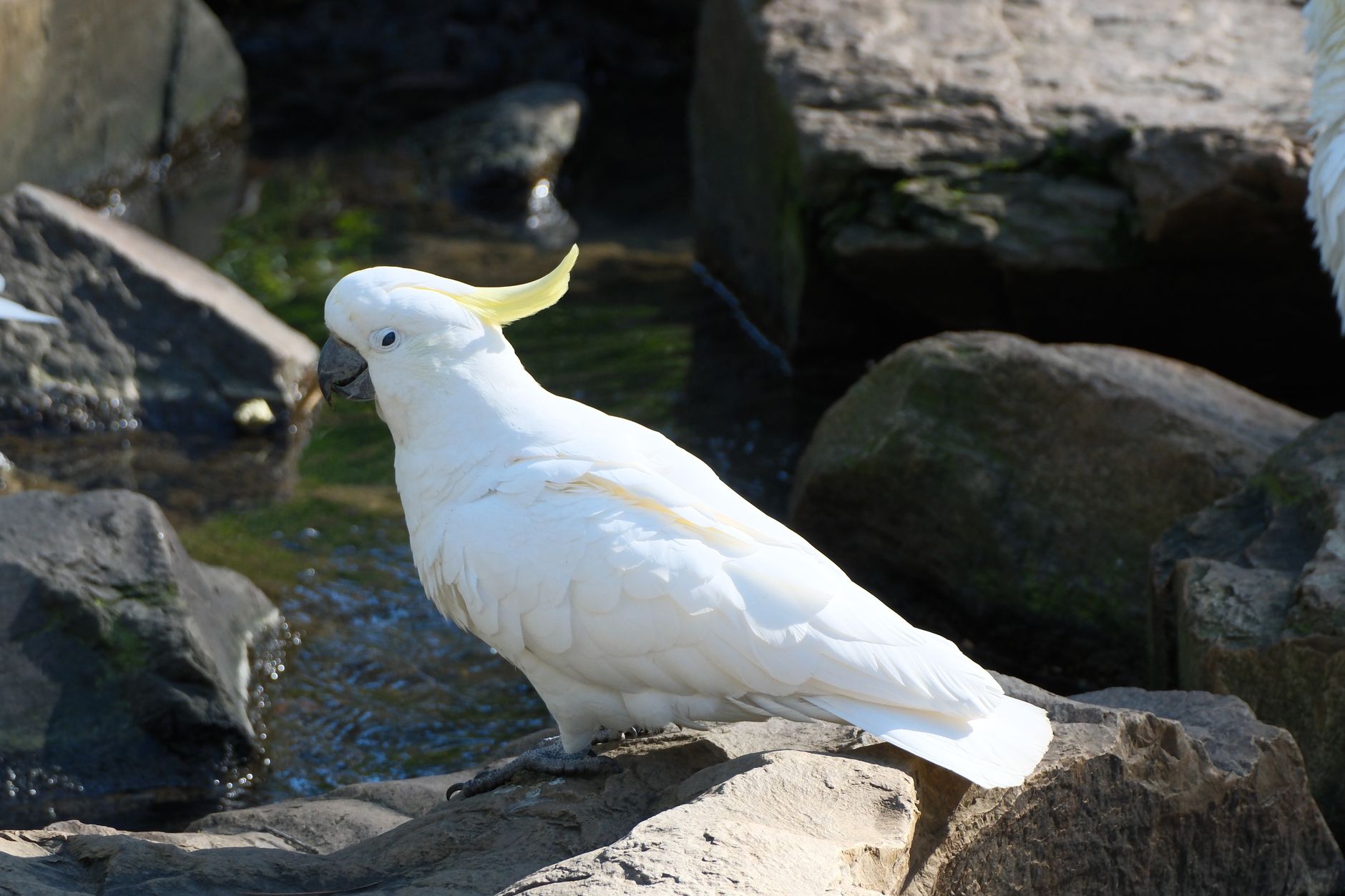 İspinoz Kolonisi ve Karışık Aviary