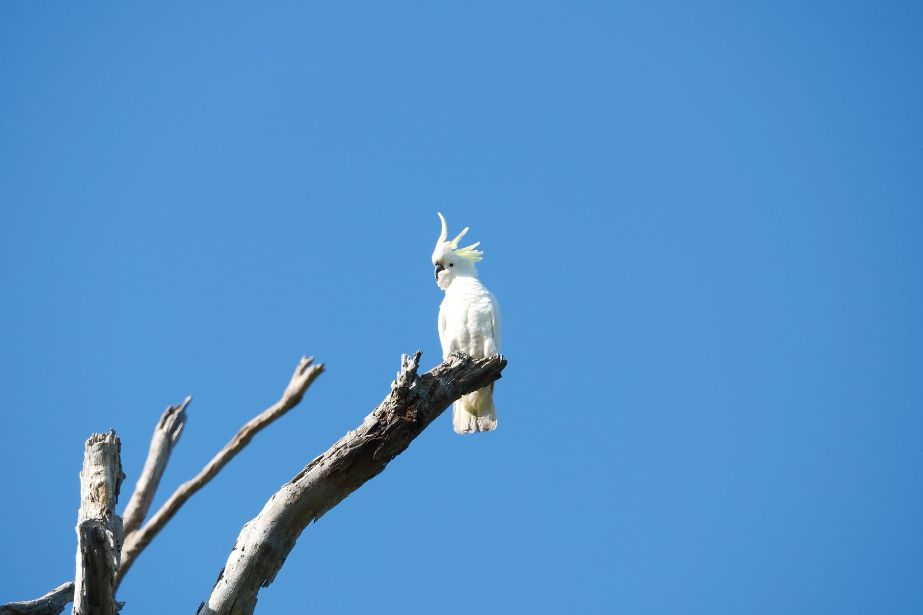 İspinoz Kolonisi ve Karışık Aviary