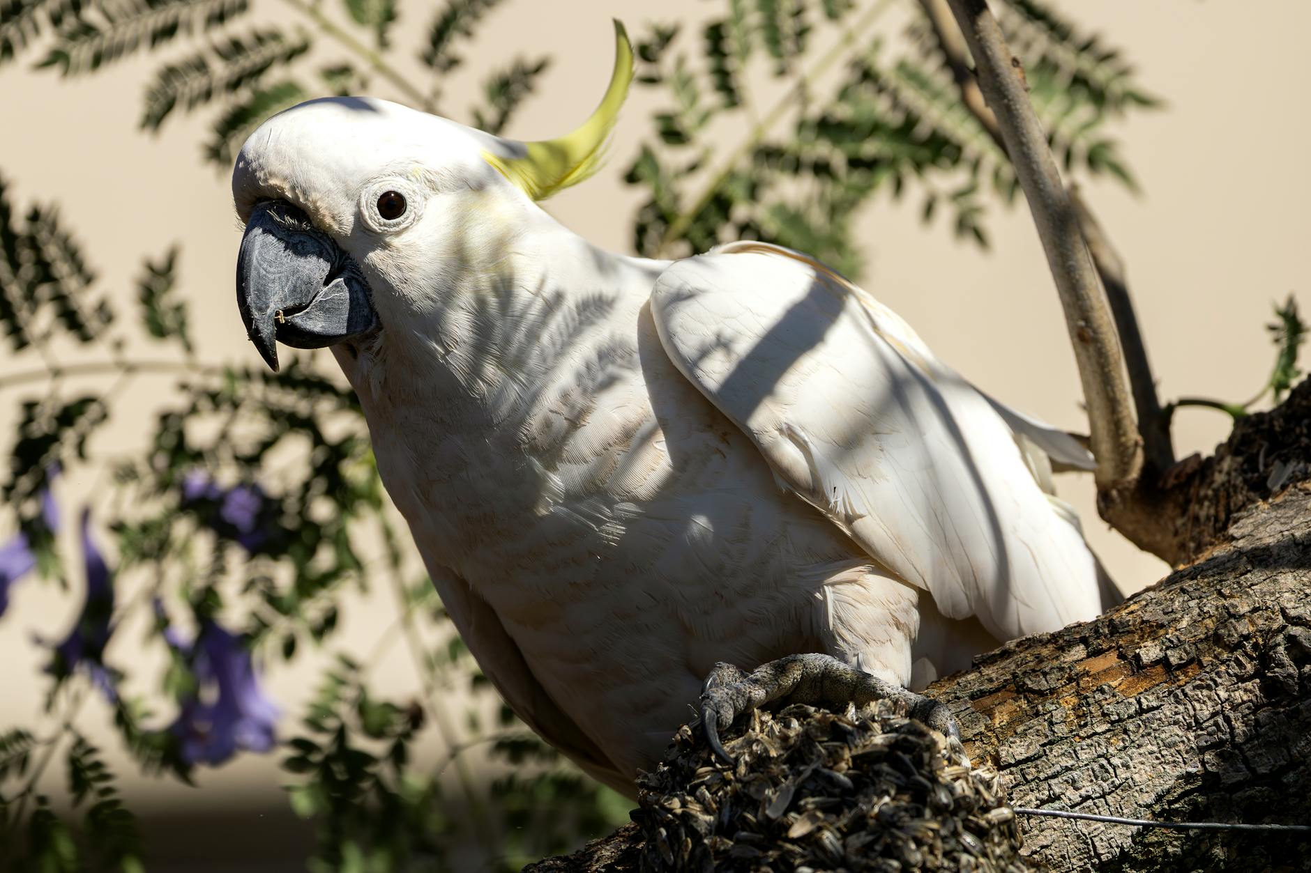 İspinoz Kolonisi ve Karışık Aviary