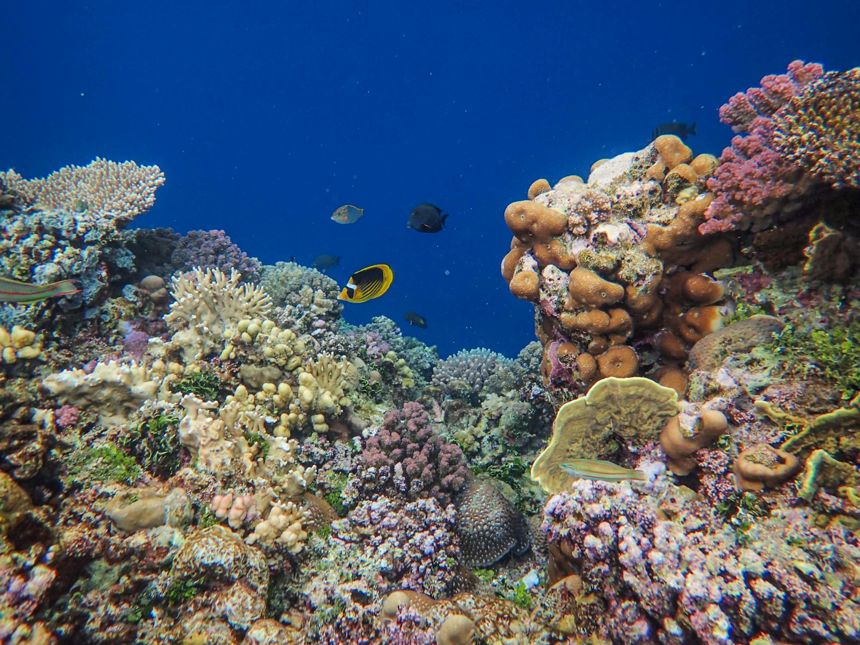 Japon Balığı ve Soğuk Su Akvaryumu