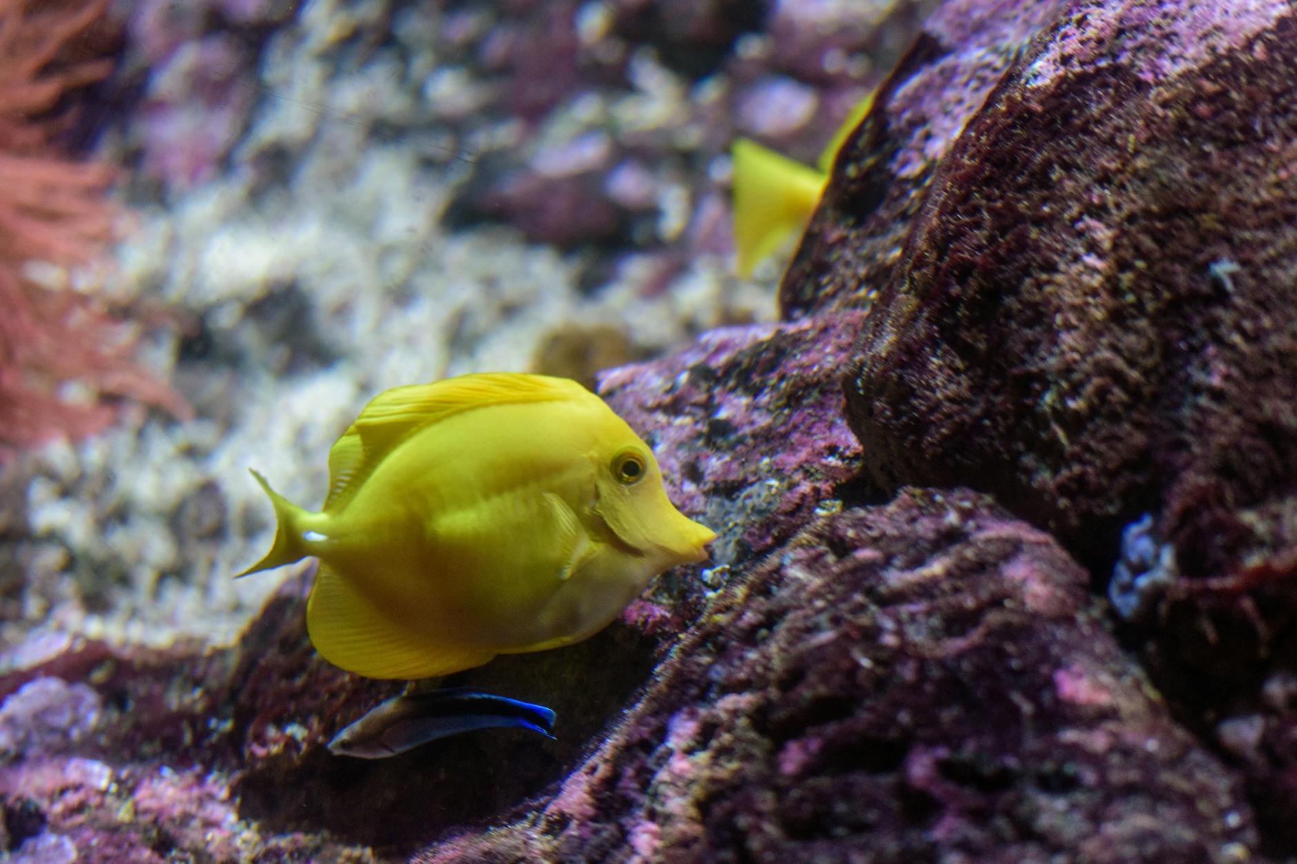 Kahverengi Alg (Diatom) Yeni Tankta