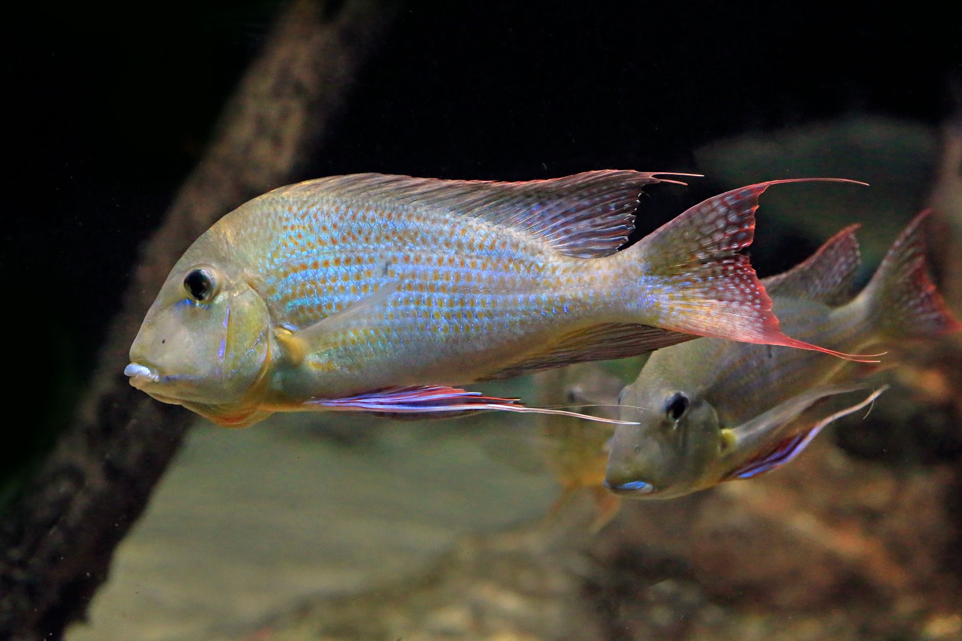 Kahverengi Alg (Diatom) Yeni Tankta