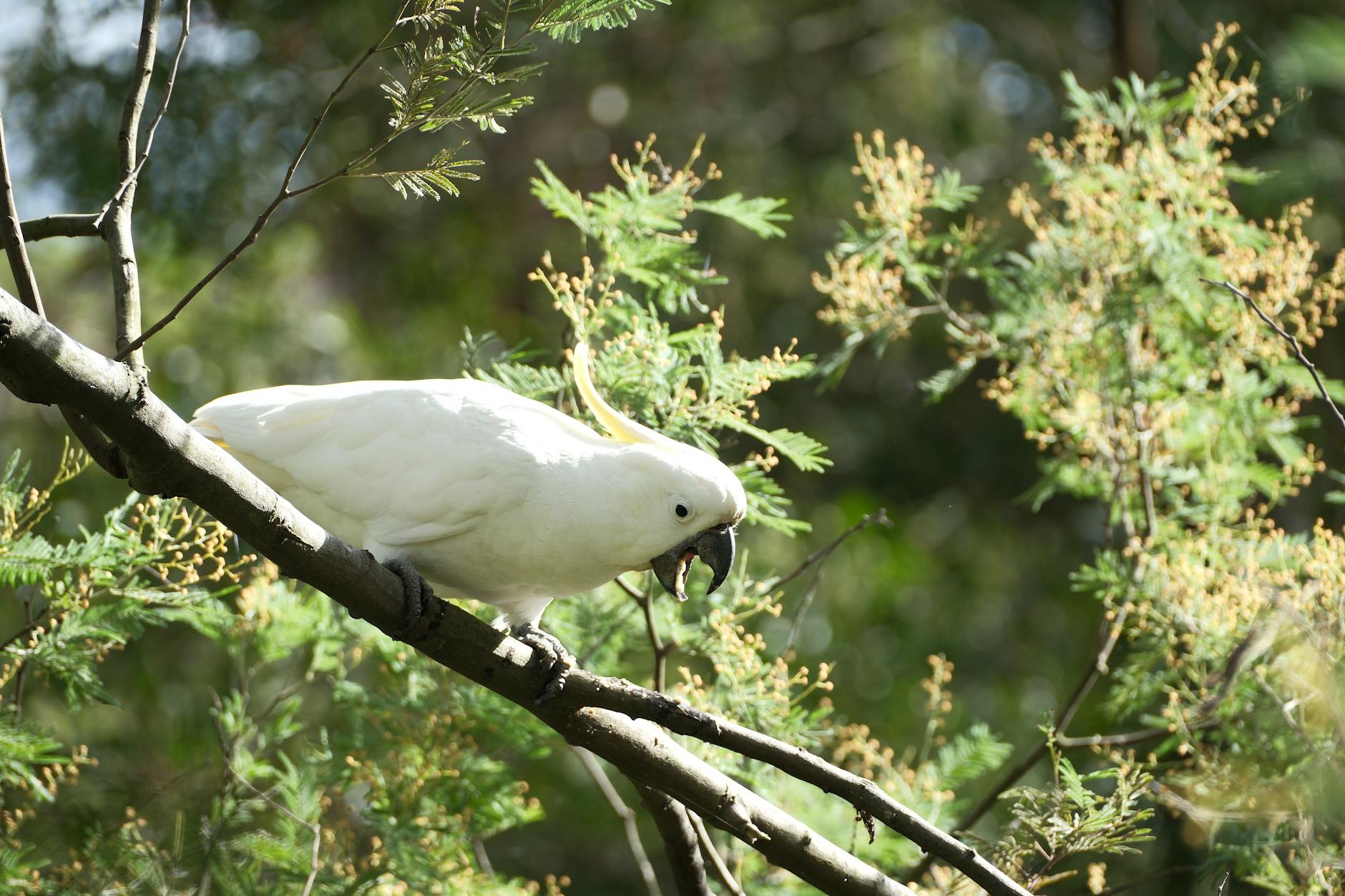 Kanarya, İspinoz ve Ötücü Kuşlar: Tür Seçimi ve Bakım