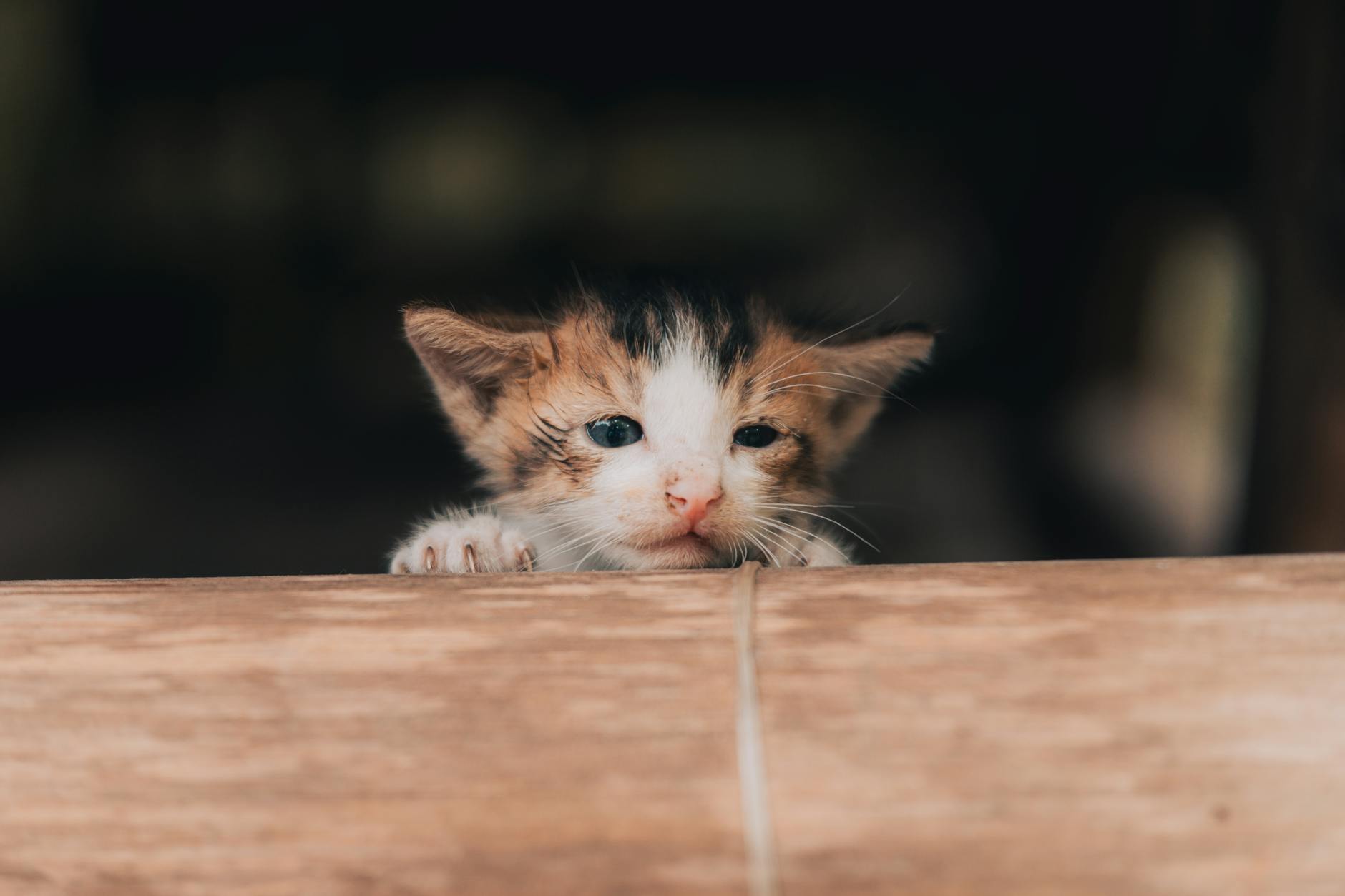 Kedi Aşı Takvimi: Karma, Kuduz ve İhtiyari Aşılar (2026)