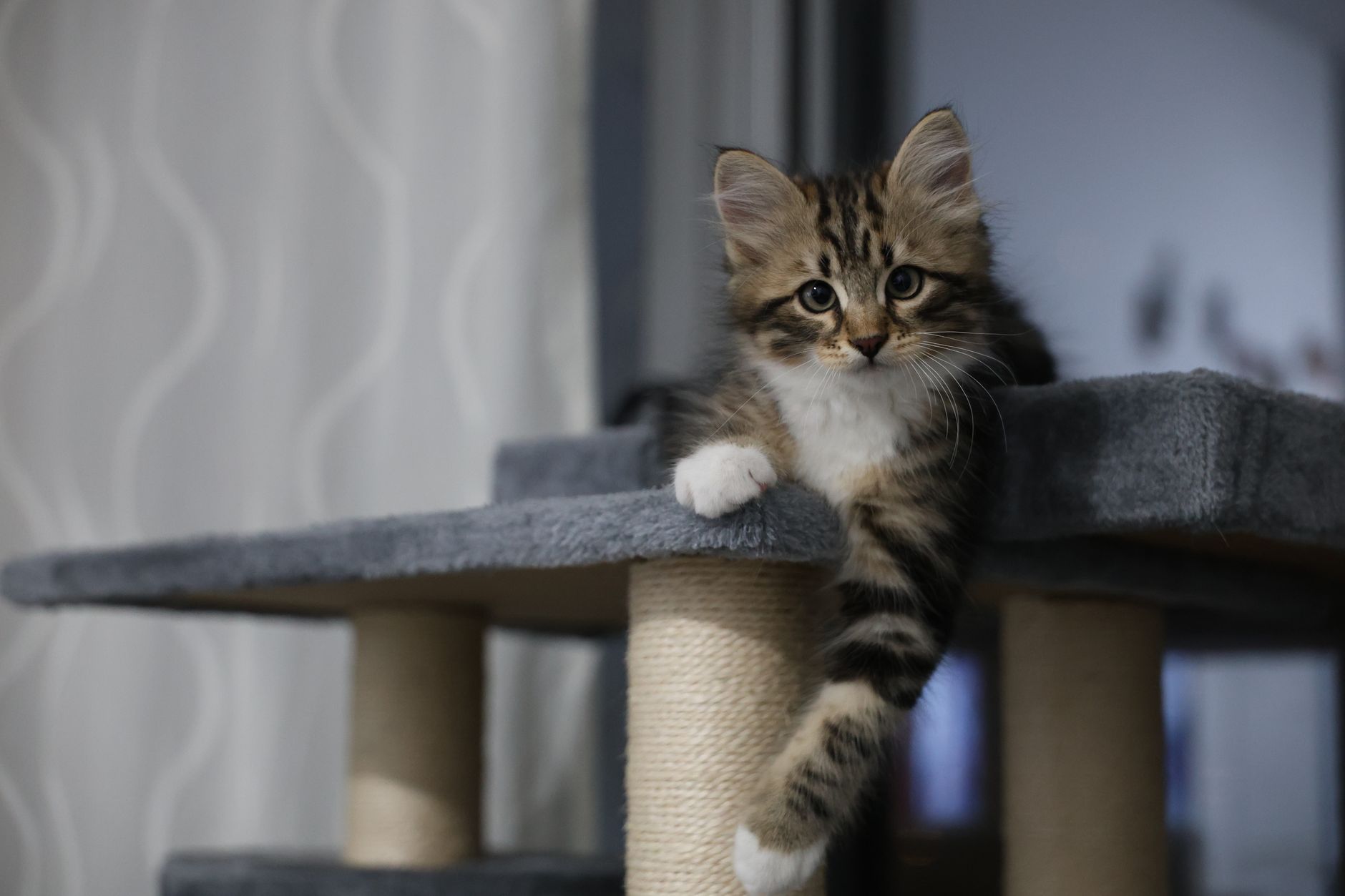Kedi Aşı Takvimi: Karma, Kuduz ve İhtiyari Aşılar (2026)