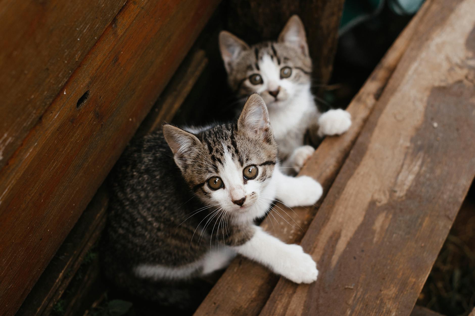 Kedi Aşı Takvimi: Karma, Kuduz ve İhtiyari Aşılar (2026)