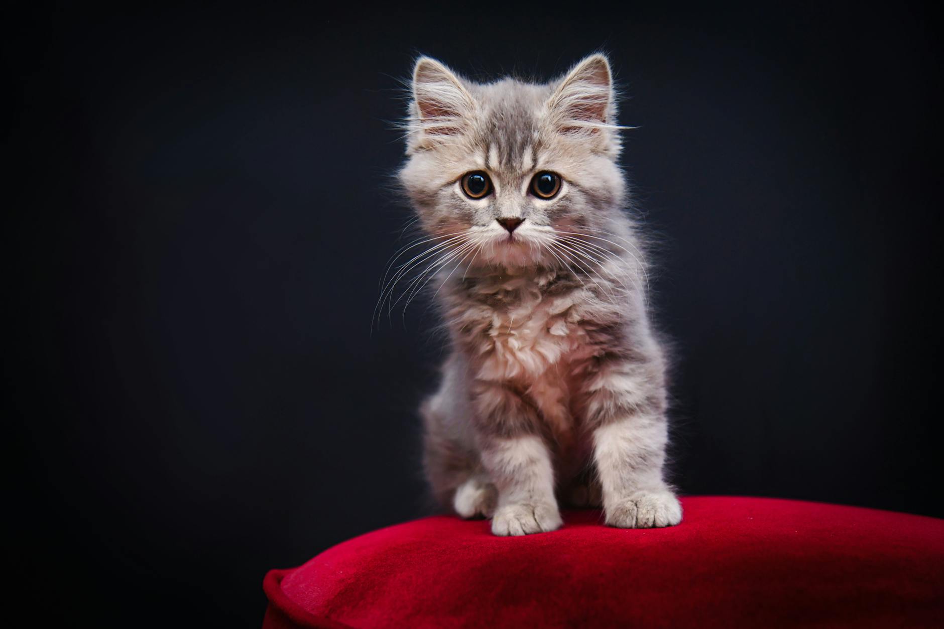 Kedi Aşı Takvimi: Karma, Kuduz ve İhtiyari Aşılar (2026)