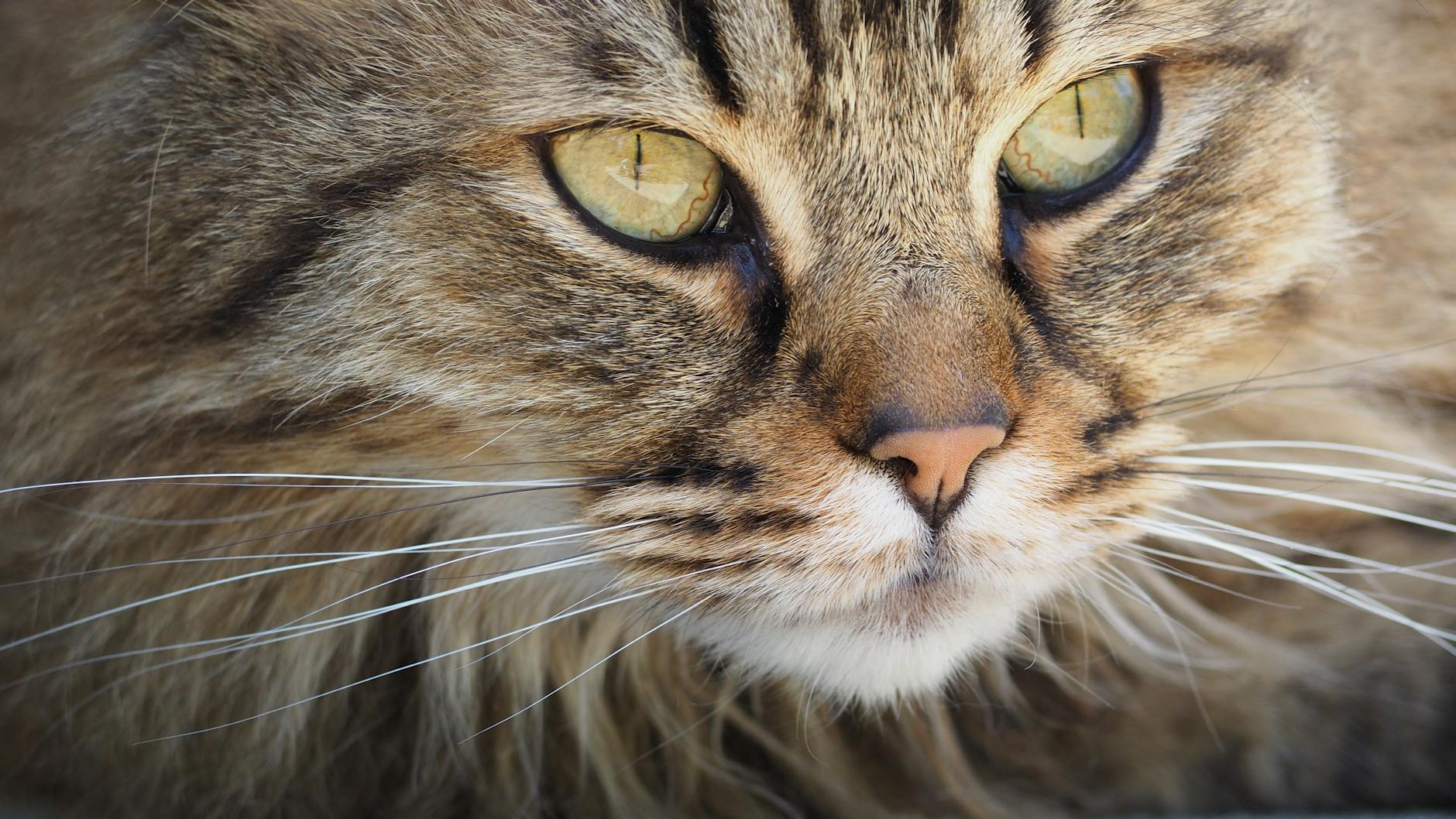 Kedi Cinsi Nasıl Seçilir: Yaşam Tarzı, Karakter Uyumu ve Doğru Karar Rehberi