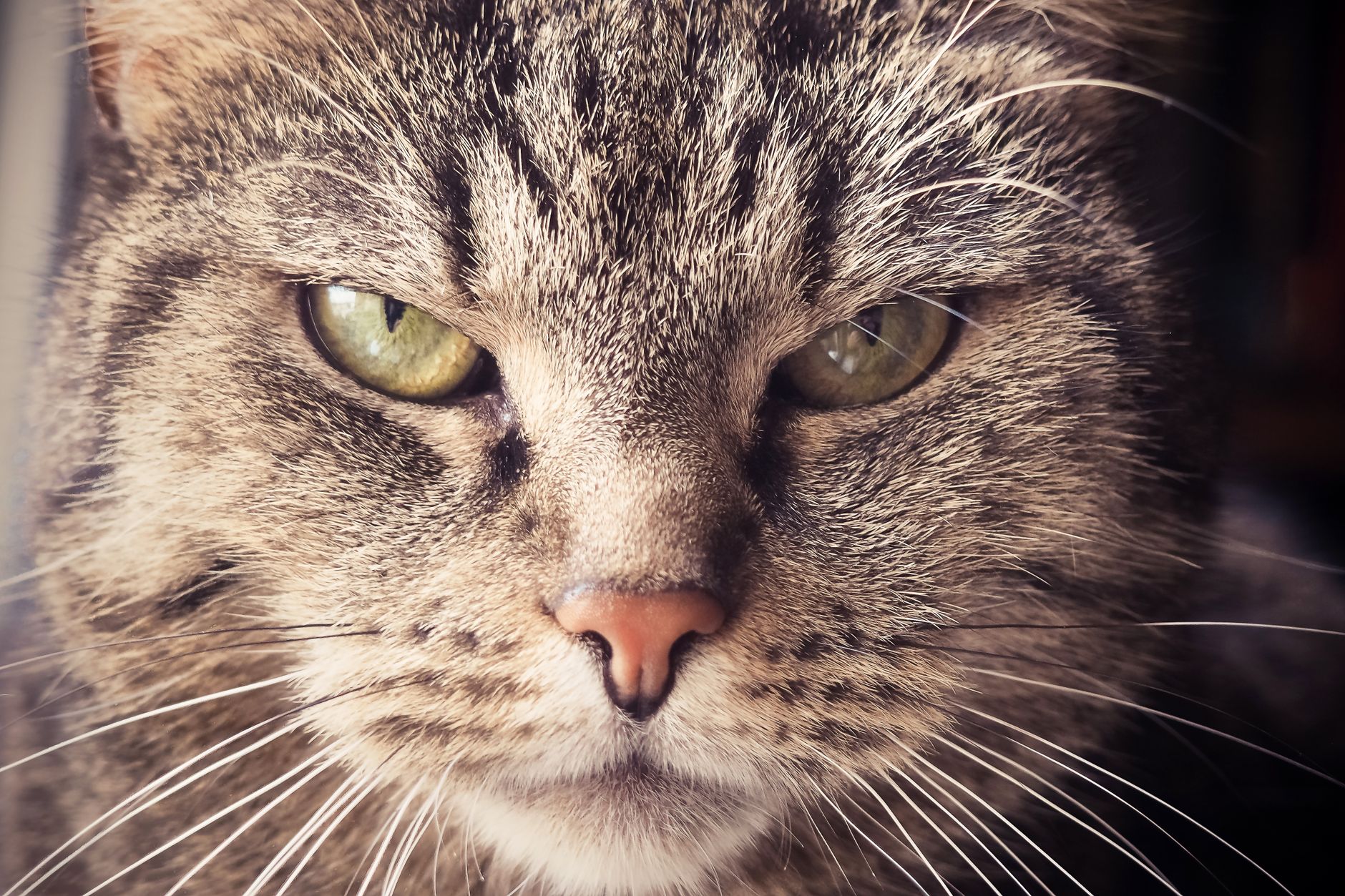 Kedi Cinsi Nasıl Seçilir: Yaşam Tarzı, Karakter Uyumu ve Doğru Karar Rehberi