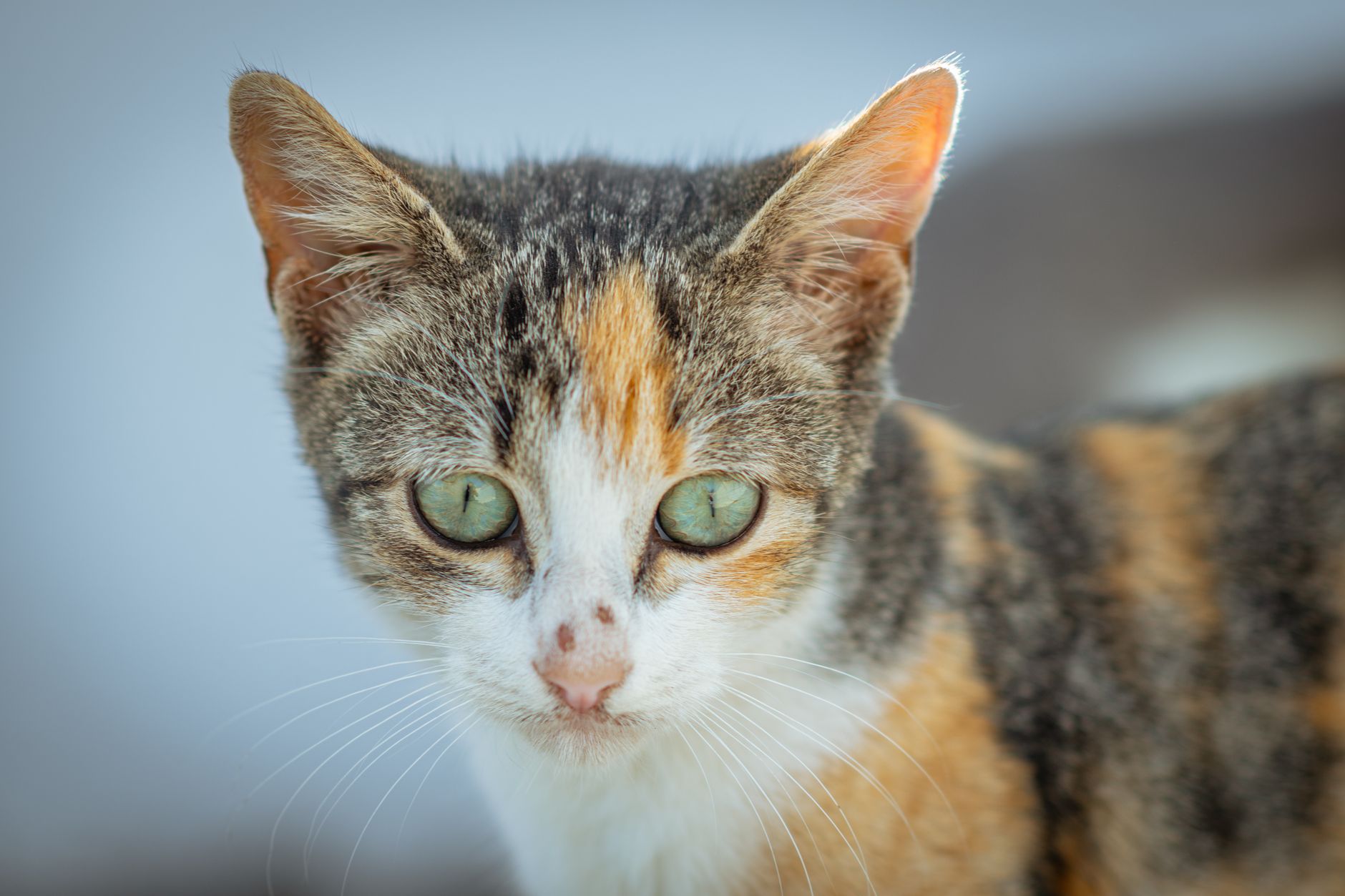 Kedi Cinsi Nasıl Seçilir: Yaşam Tarzı, Karakter Uyumu ve Doğru Karar Rehberi