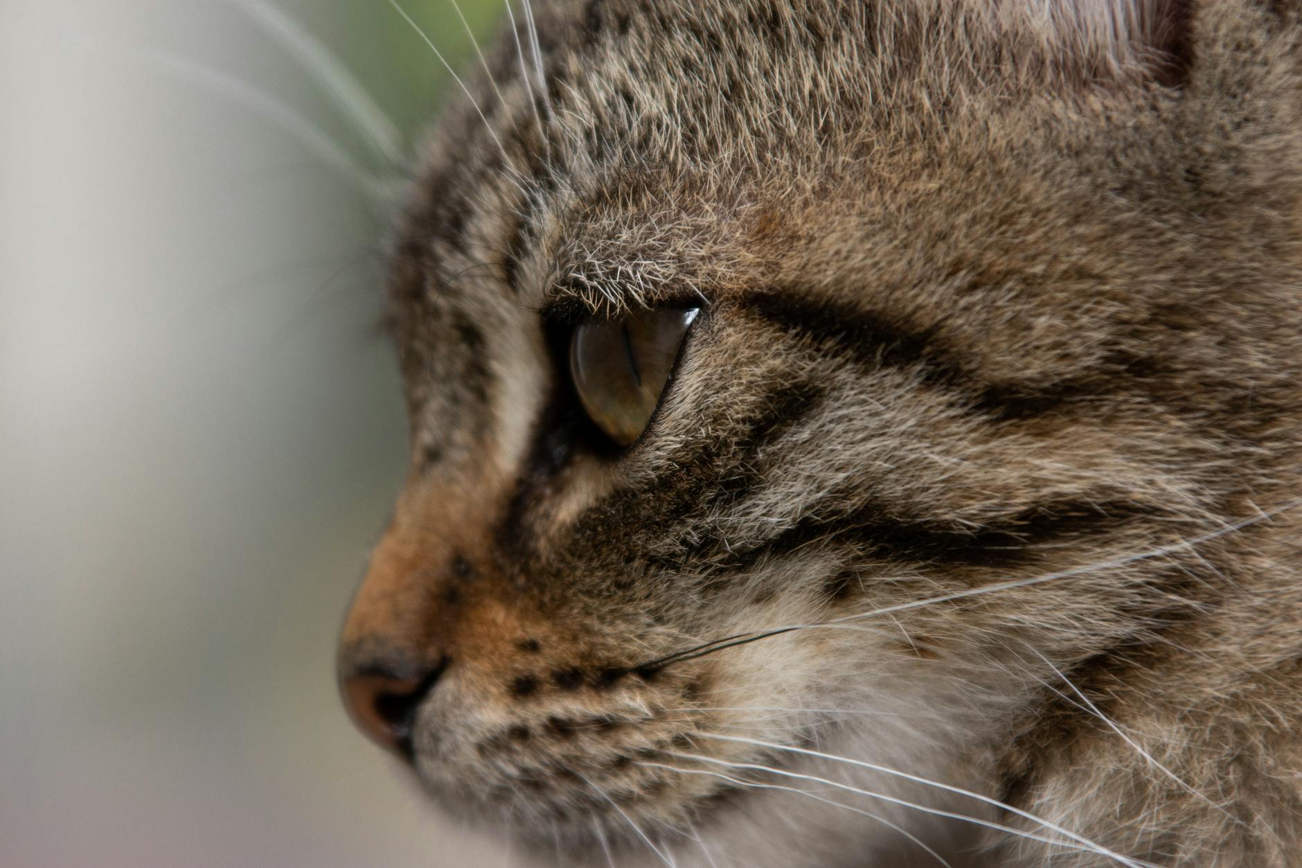 Kedi Cinsi Nasıl Seçilir: Yaşam Tarzı, Karakter Uyumu ve Doğru Karar Rehberi