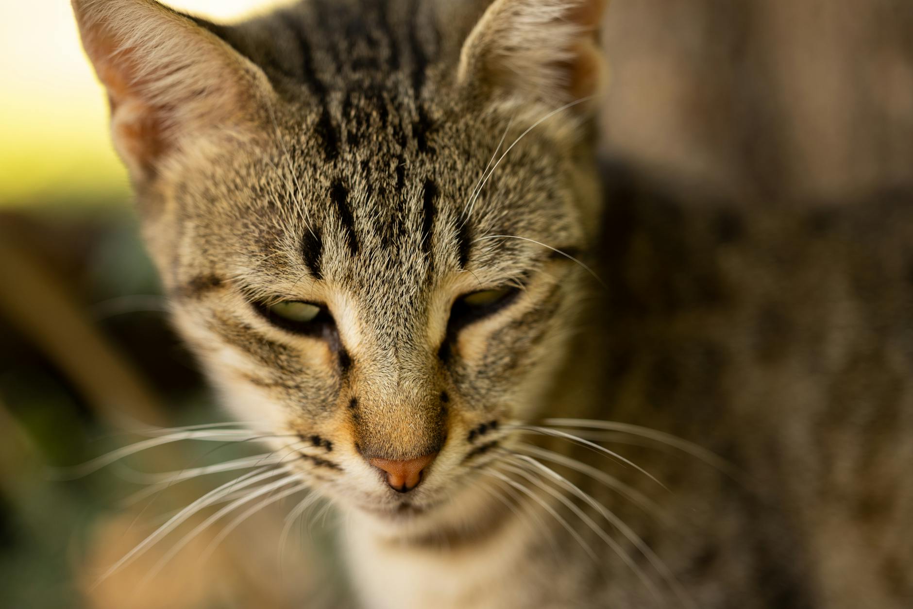 Kedi Cinsi Nasıl Seçilir: Yaşam Tarzı, Karakter Uyumu ve Doğru Karar Rehberi