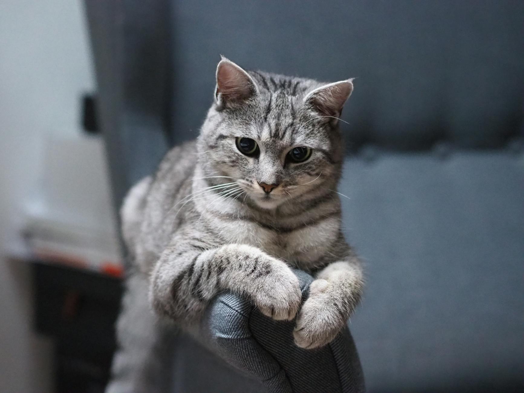 Kedi Davranış Sorunları ve Çözümleri: İdrar İşaretleme, Agresyon, Aşırı Tımar
