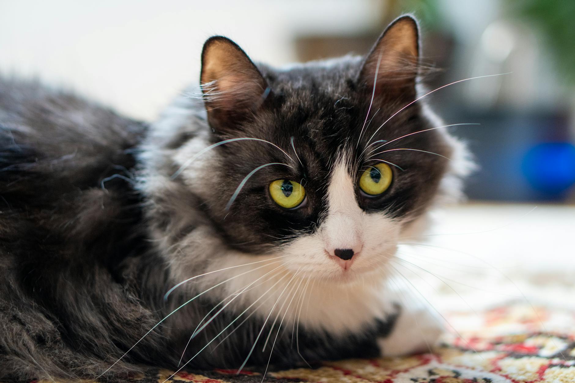 Kedi Davranış Sorunları ve Çözümleri: İdrar İşaretleme, Agresyon, Aşırı Tımar