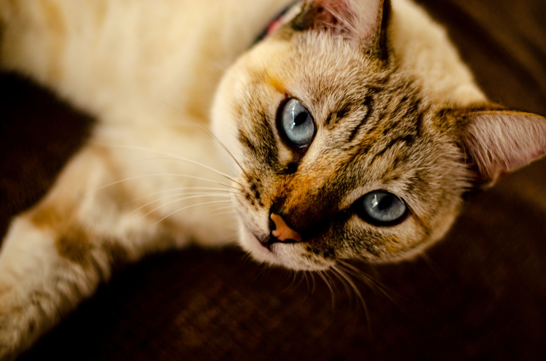 Kedi Davranış Sorunları ve Çözümleri: İdrar İşaretleme, Agresyon, Aşırı Tımar