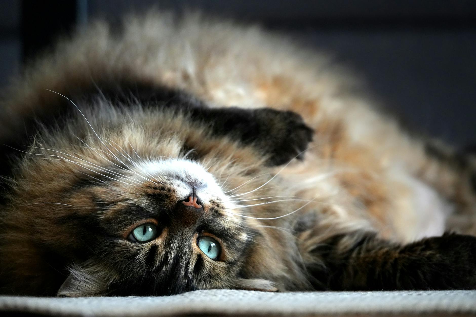 Kedi Davranış Sorunları ve Çözümleri: İdrar İşaretleme, Agresyon, Aşırı Tımar