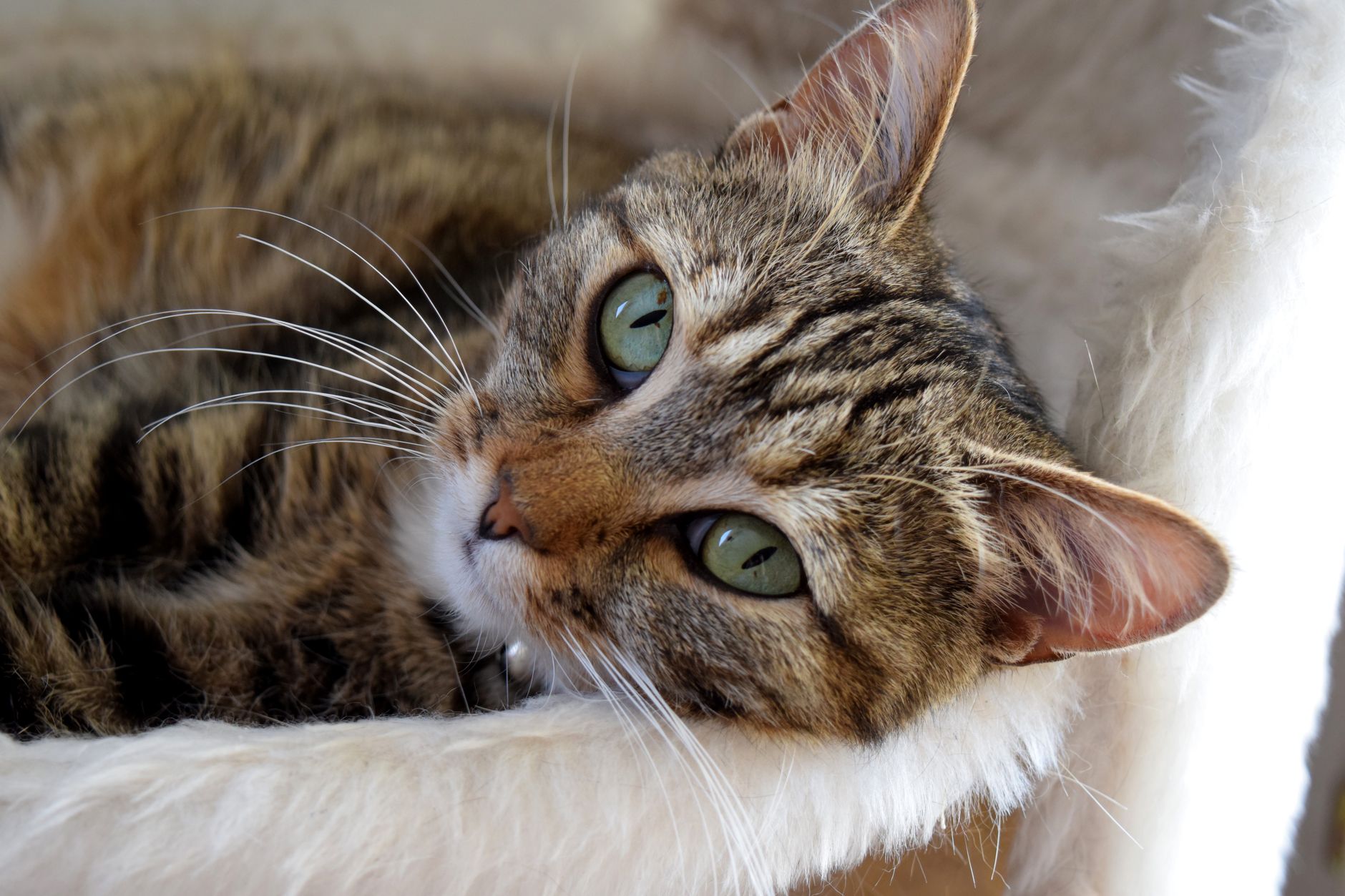 Kedi Diş Sağlığı: Diş Taşı, Fırçalama, Gingivit ve Diş Çekimi