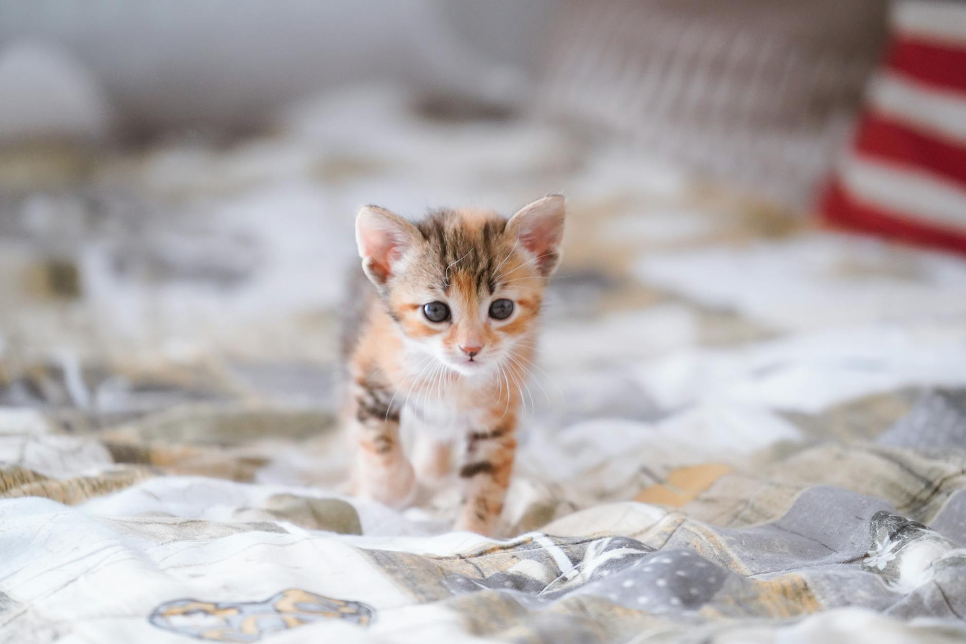 Kedi Diş Sağlığı: Diş Taşı, Fırçalama, Gingivit ve Diş Çekimi