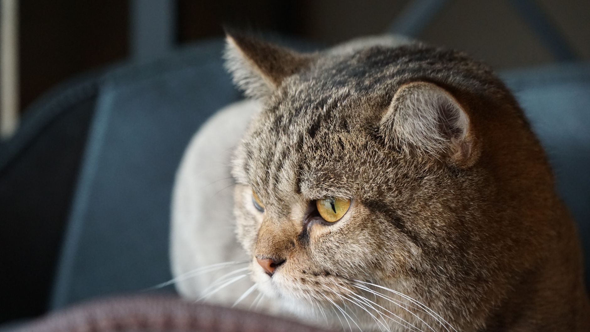 Kedi Diş Sağlığı: Diş Taşı, Fırçalama, Gingivit ve Diş Çekimi