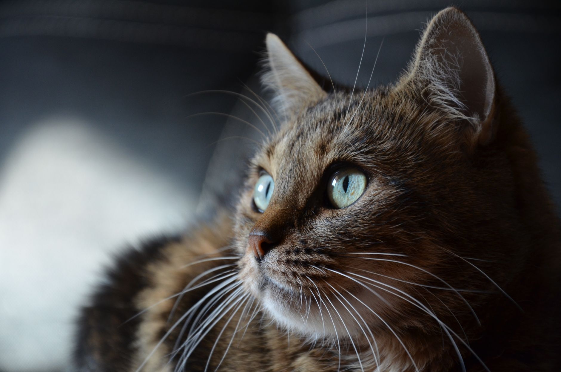 Kedi Diş Sağlığı: Diş Taşı, Fırçalama, Gingivit ve Diş Çekimi