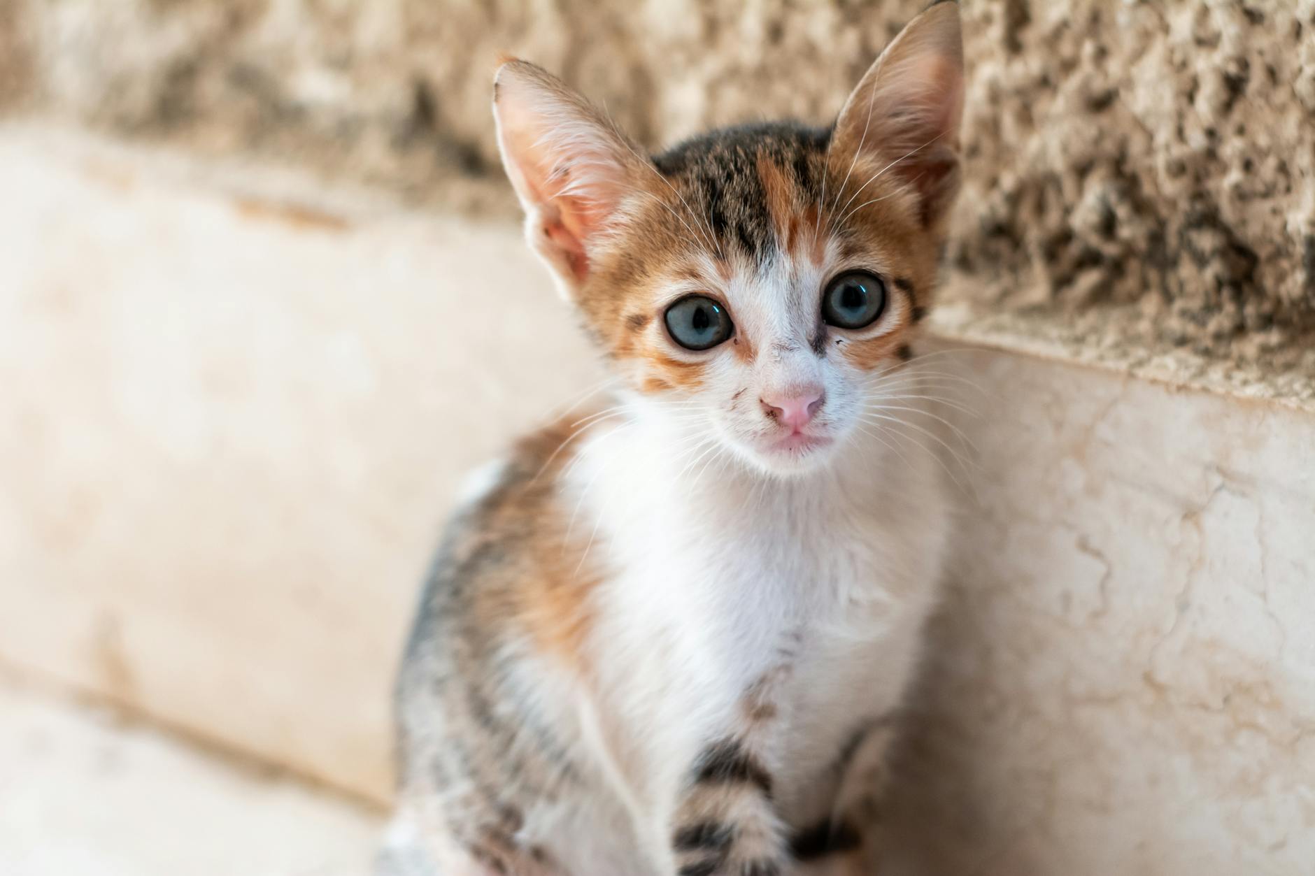 Kedi Üst Solunum Yolu Enfeksiyonu (Kedi Gribi): Belirti, Tedavi ve Önleme